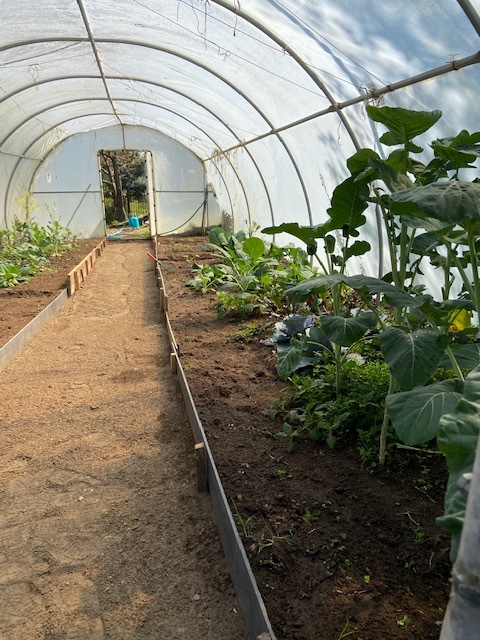 Melhoramentos na estufa - ala direita. Através de um trabalho árduo realizado pelos auxiliares de educação criou-se uma divisória a todo o comprimento, por forma a dar maior definição, ao corredor central da Horta Bio em estufa.
