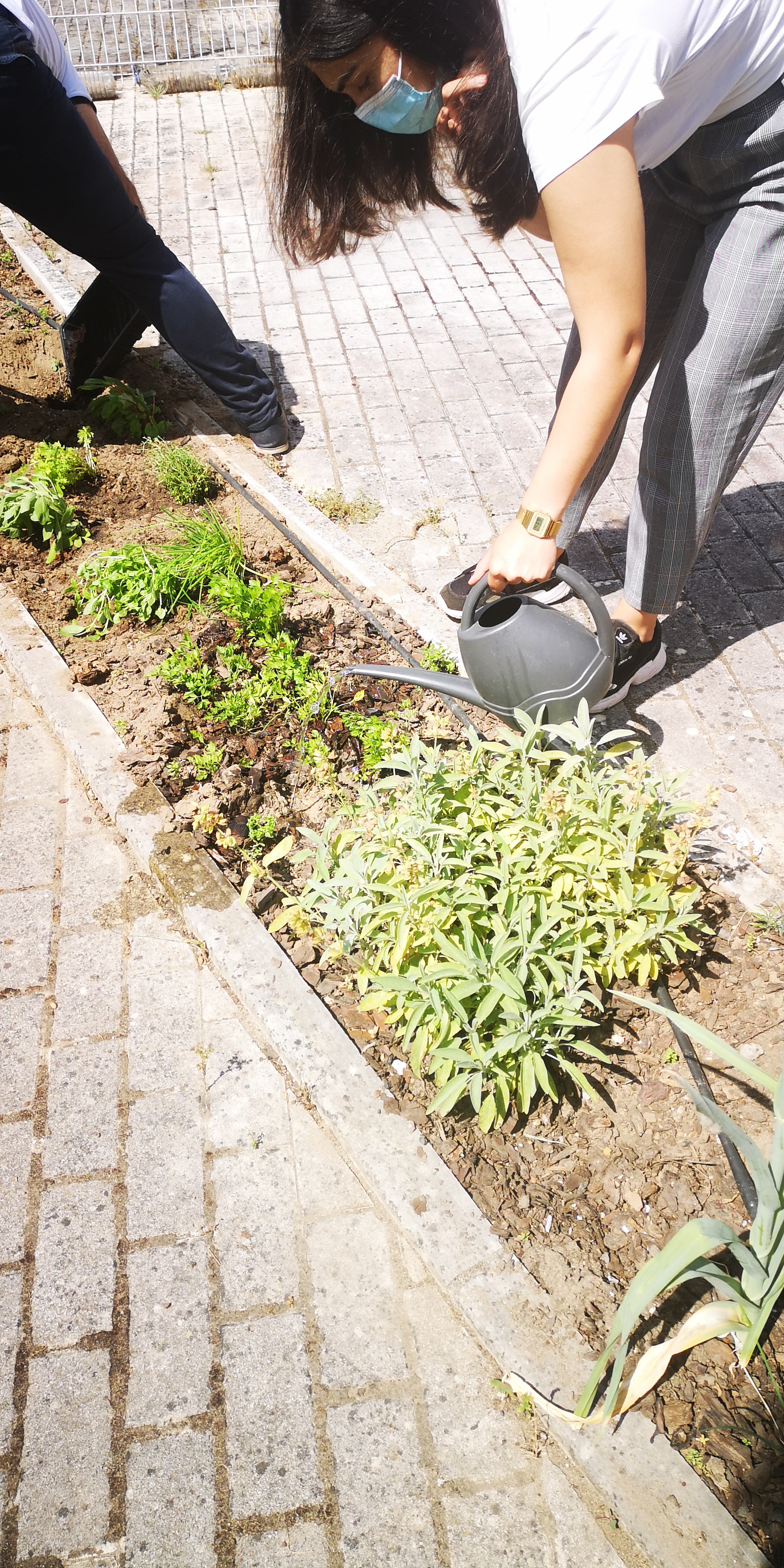 Plantação do canteiro das aromáticas