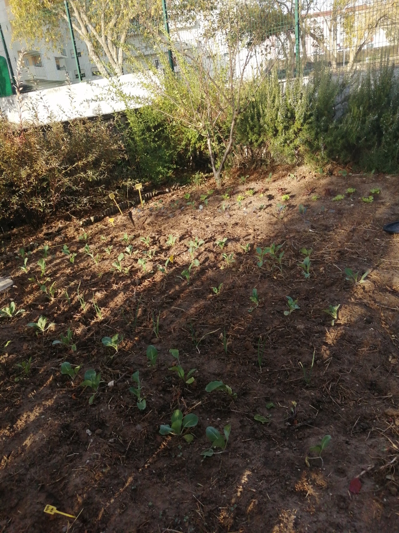 1º plantação