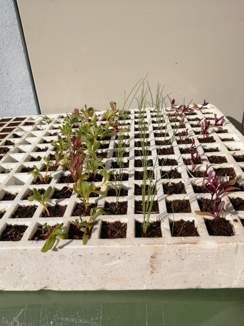 Plantas já germinadas.
Plantas para o horta, semeadas pelas crianças no JI.