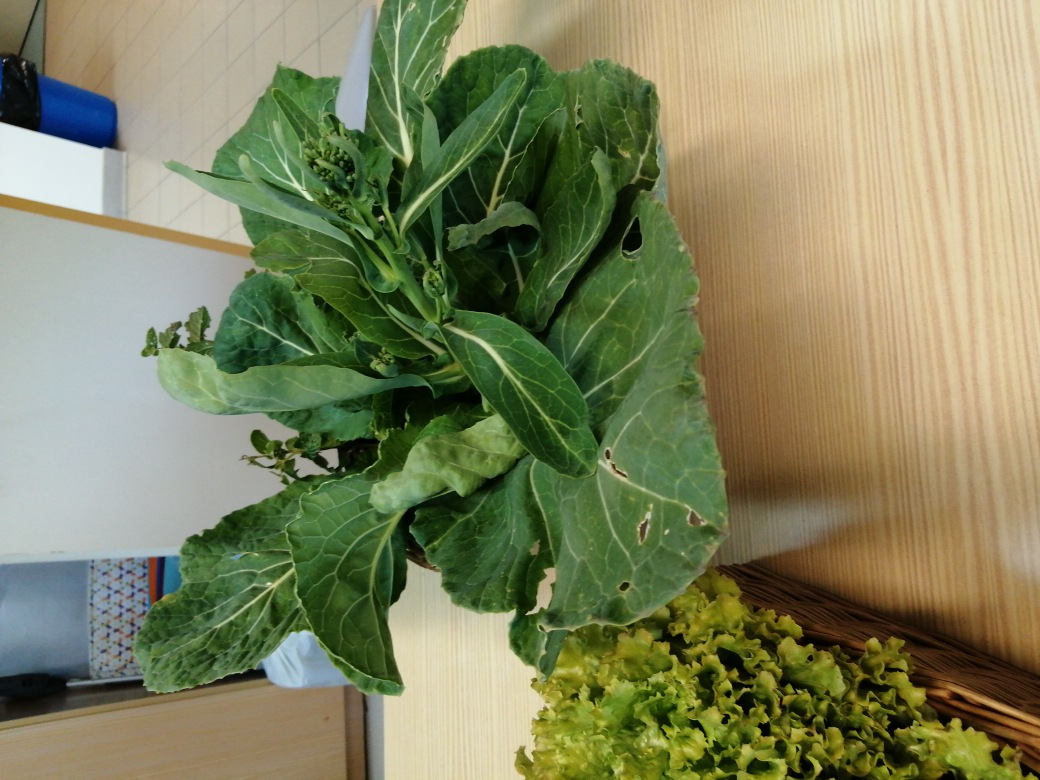 Couves da horta.