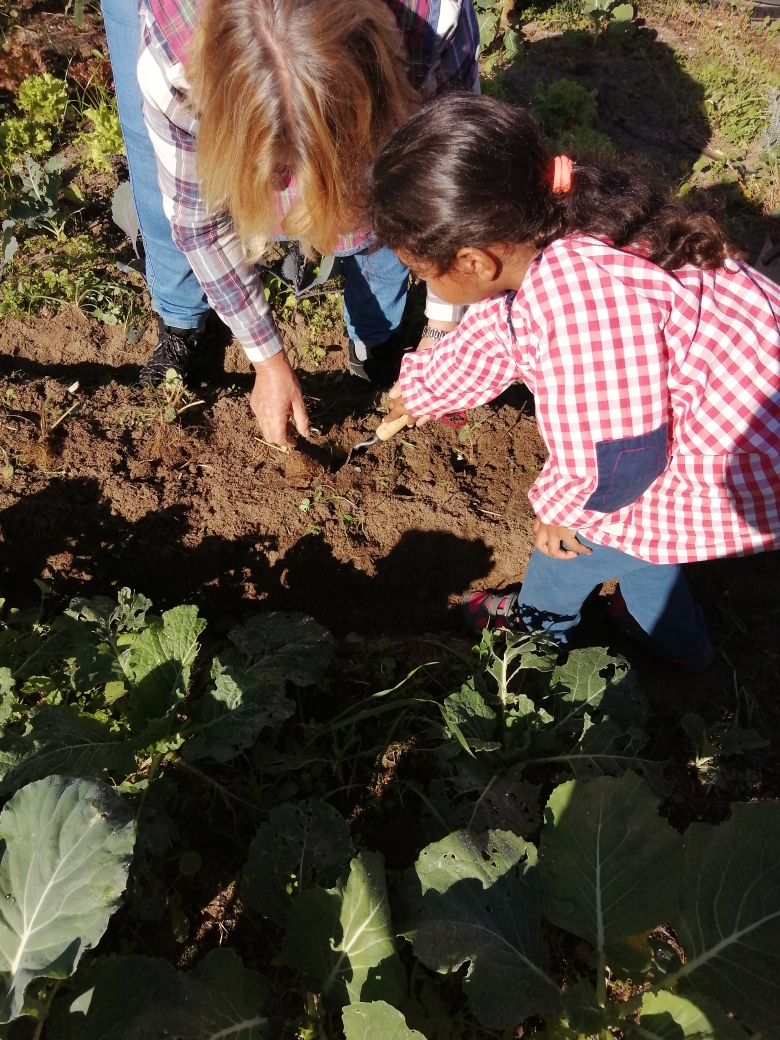 Plantação de beterrabas e alfaces.