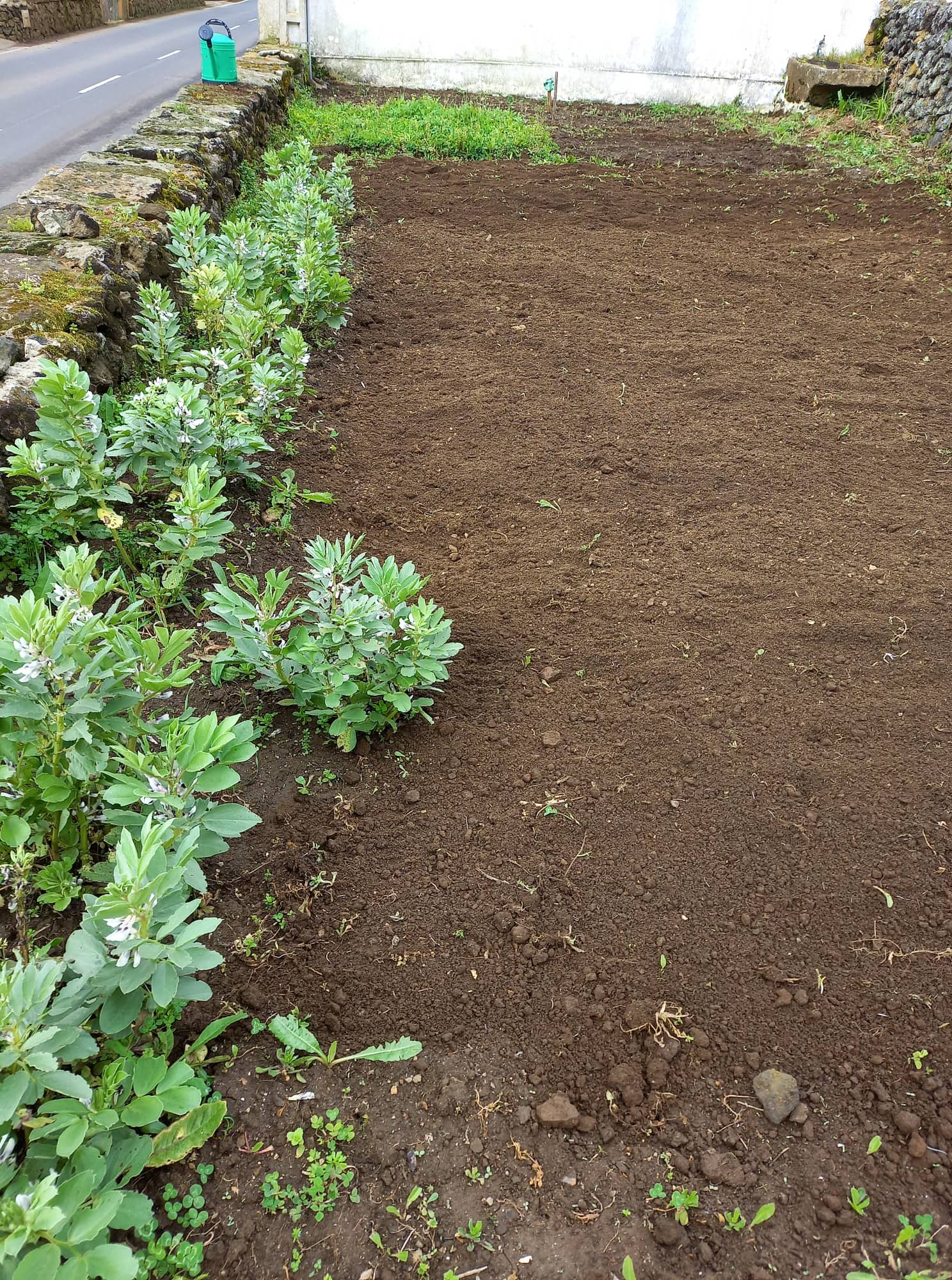 Cultura de favas na horta exterior (terreno da Junta de Freguesia e explorado pela escola)
