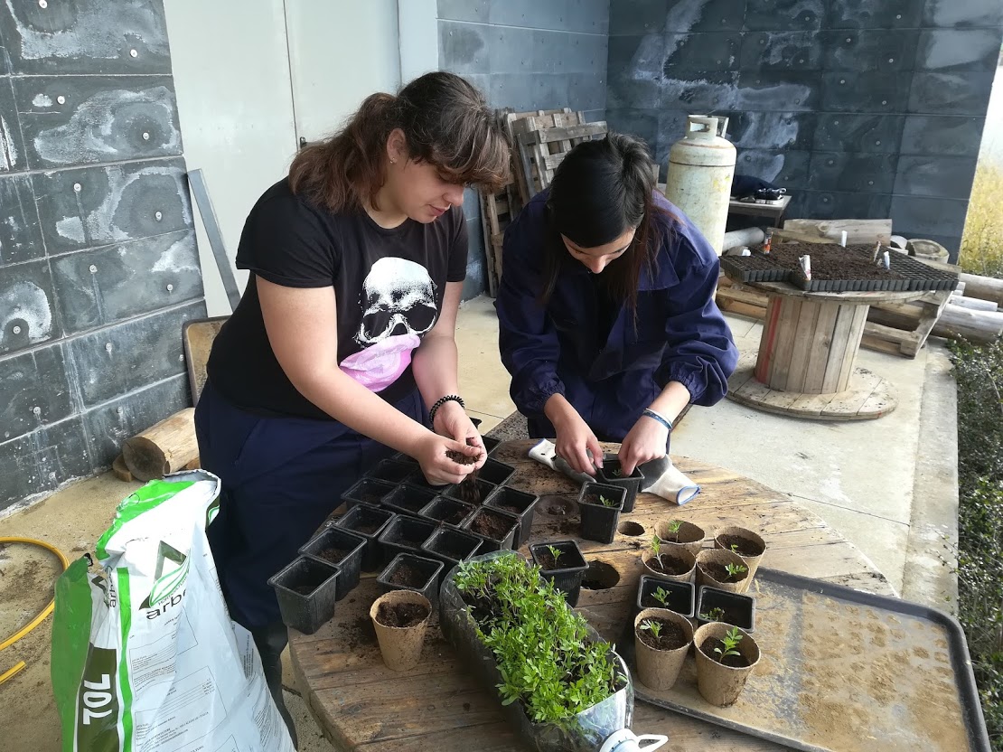 Transplante de plantas para copos