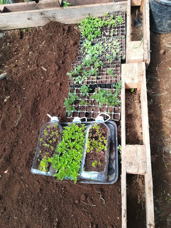 Germinação de sementes para posterior plantação na horta