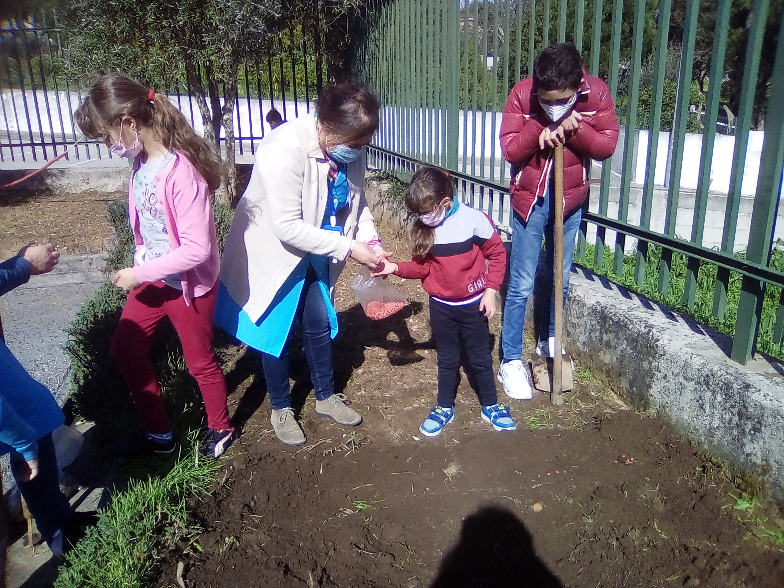 Assistente Operacional ensina os alunos a forma como se faz a sementeira de feijão.