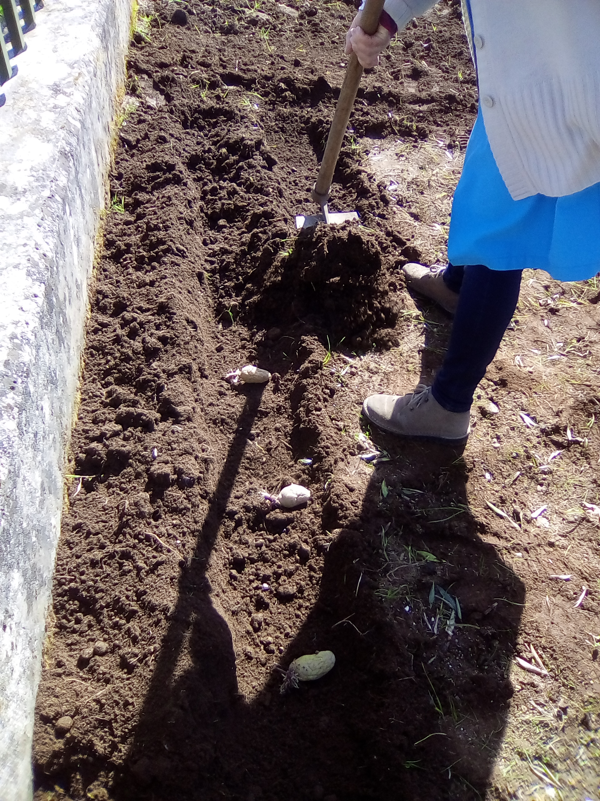 Alunos com a colaboração da Assistente Operacional participam na sementeira de batata na horta biológica da Escola Básica José Malhoa.