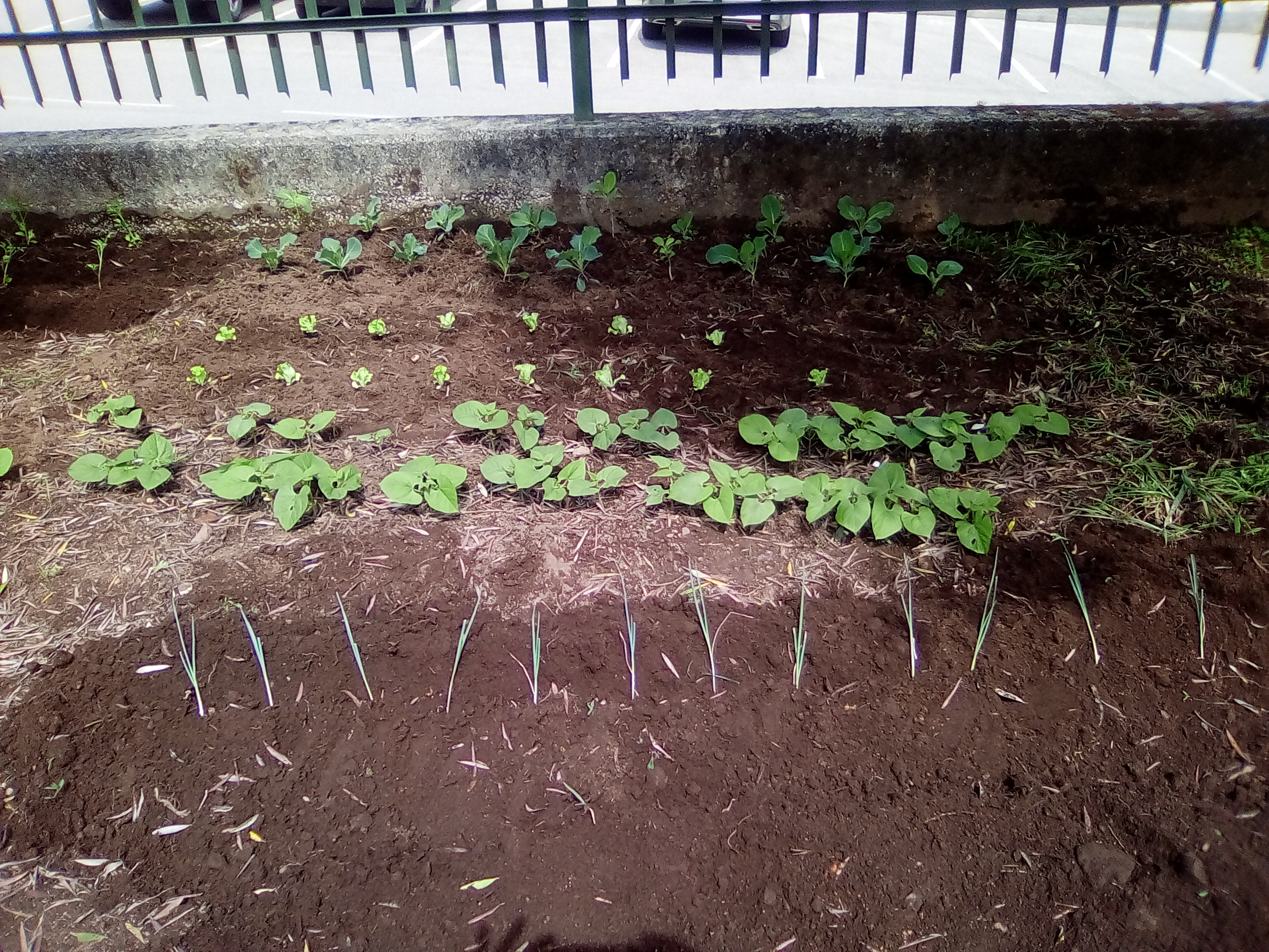 Horta biológica - cultivo de alho francês junto de outras espécies.