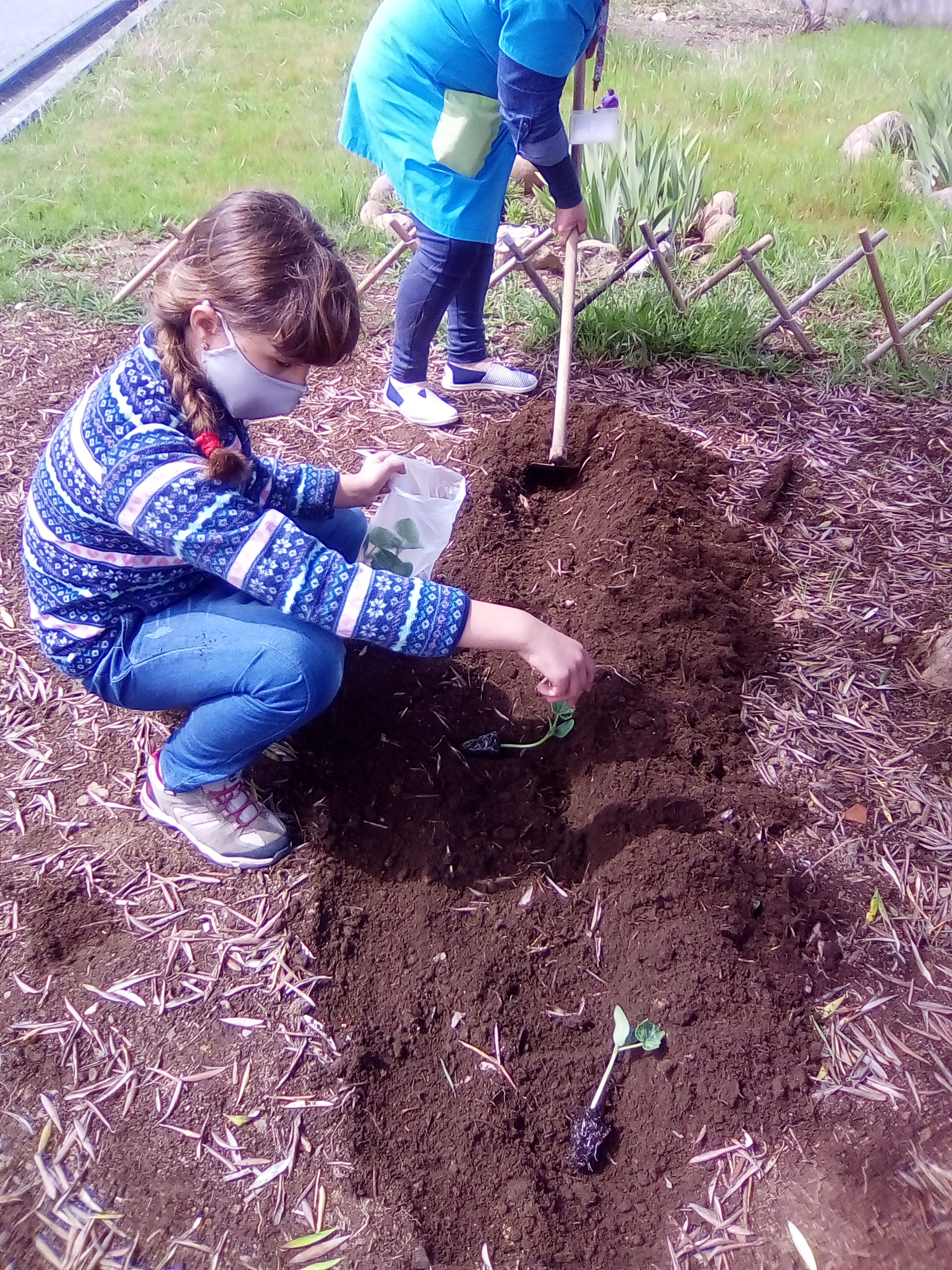 Alunos do Centro de Apoio à Aprendizagem ( Pré-escolar, 1º ciclo e 2º Ciclo) plantam couve portuguesa na horta biológica da Escola Básica José Malhoa.