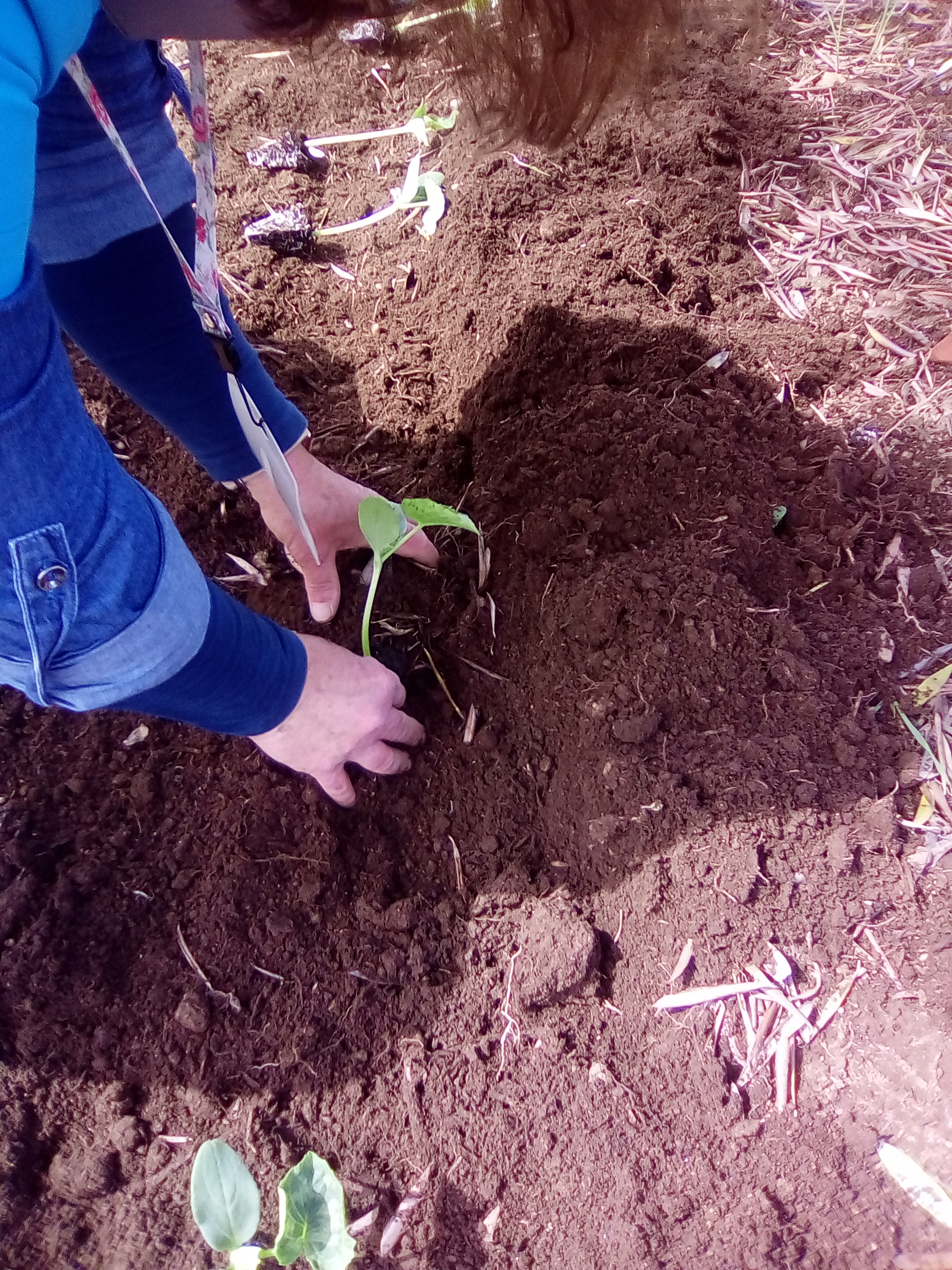 Horta Biológica da escola Básica José Malhoa - plantação de couve portuguesa.