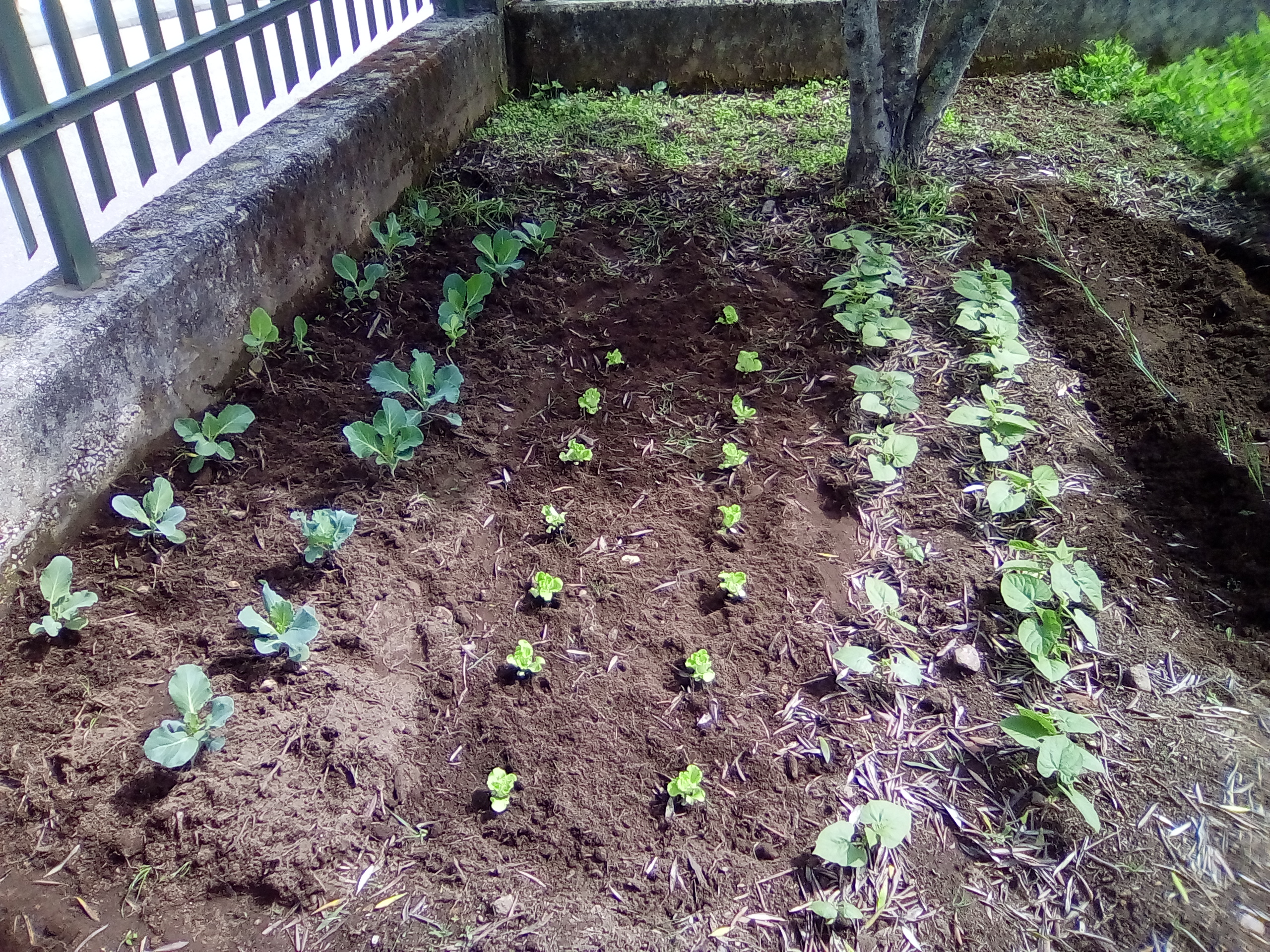 Horta biológica - Cultivo de couve portuguesa, alface e feijão.