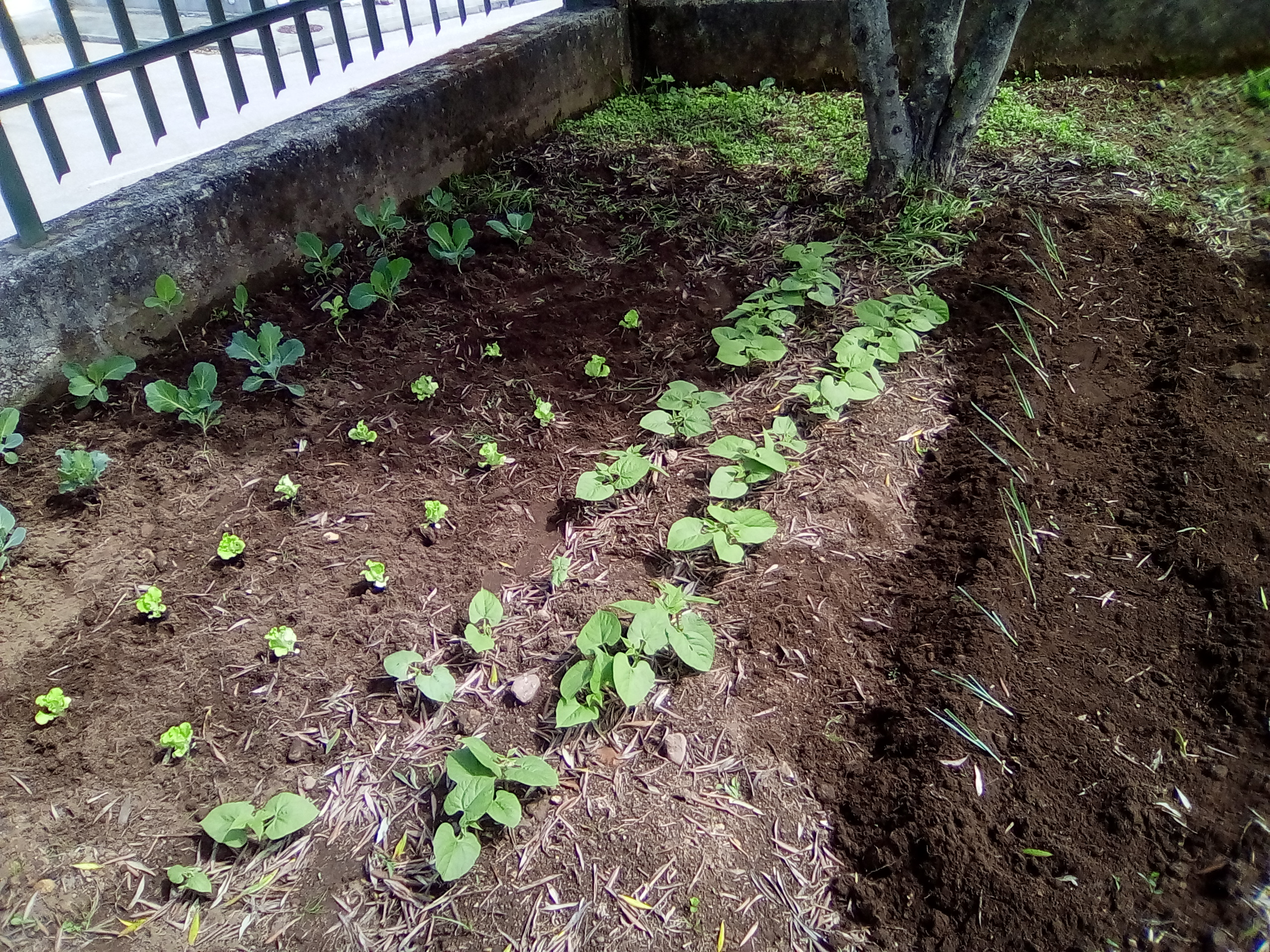Horta biológica - Cultivo de várias espécies ( couve, alface, feijão e alho francês).