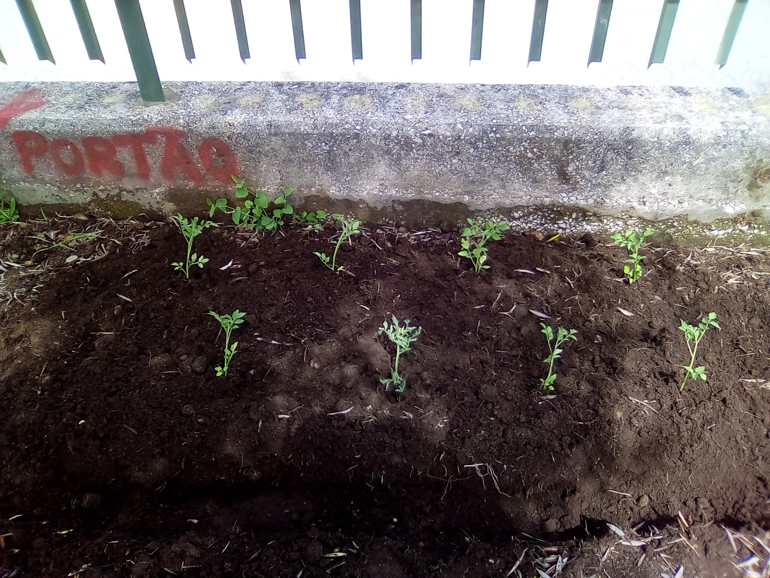 Horta biológica - cultivo de tomate.