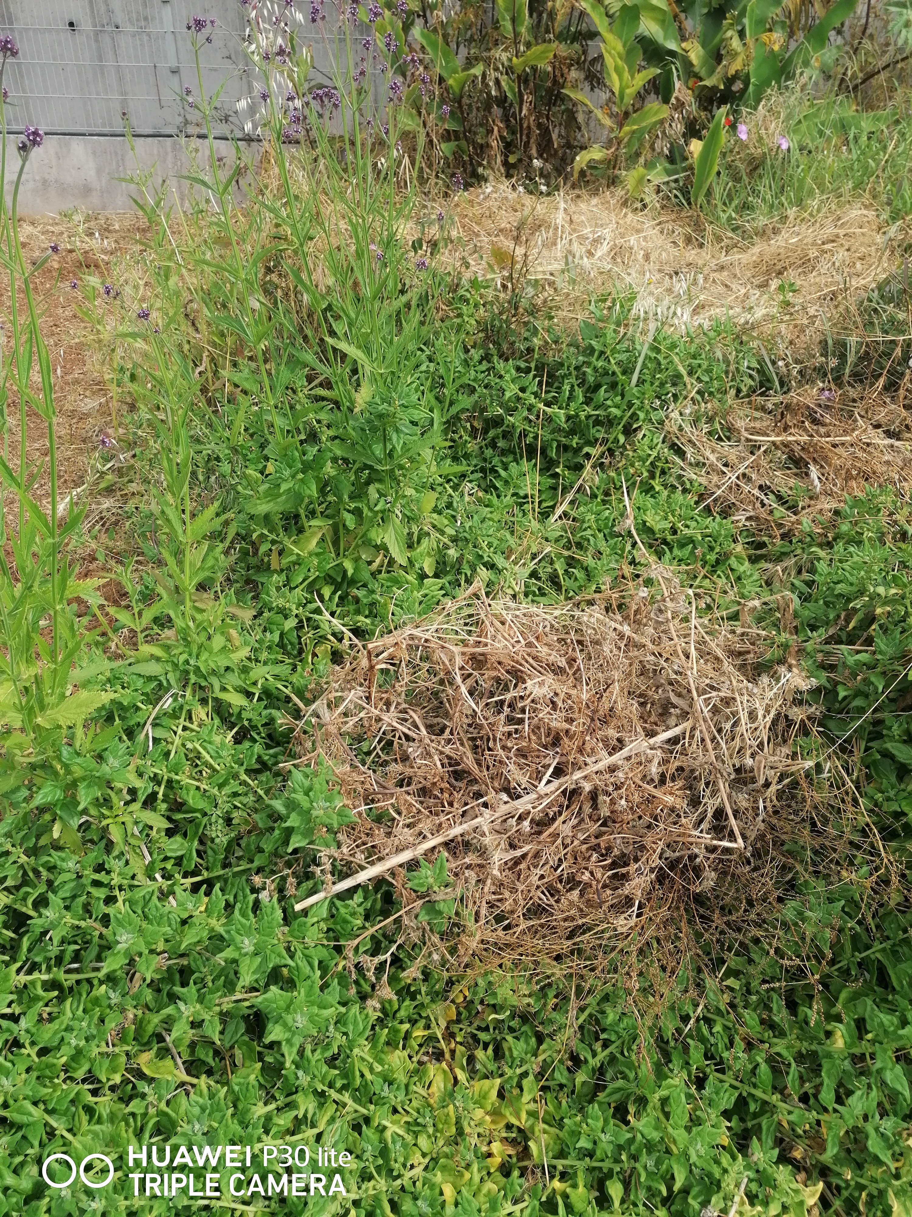 Terreno em pousio.