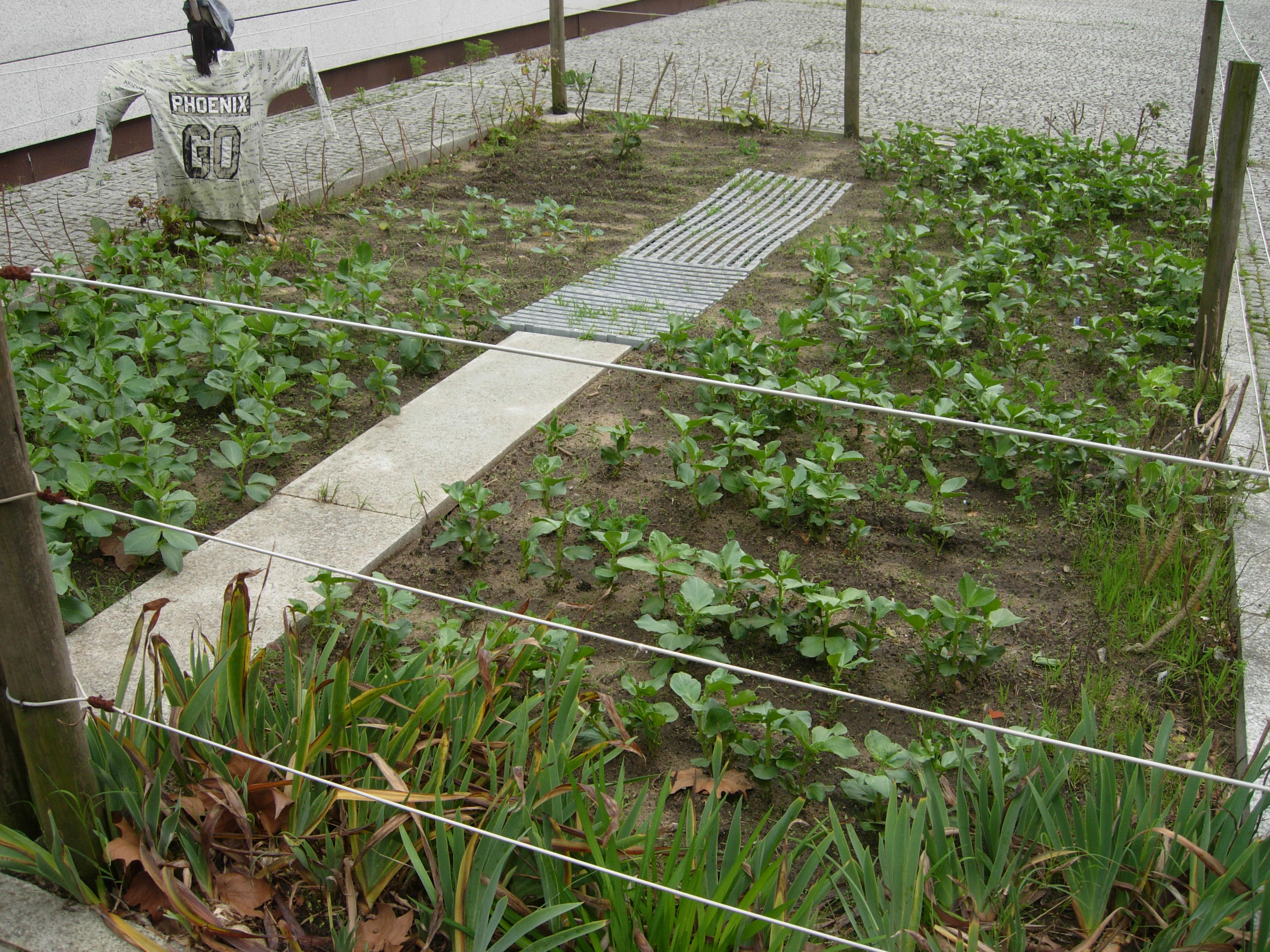 As sementes germinaram e as plantas estão a crescer bem, especialmente as favas.