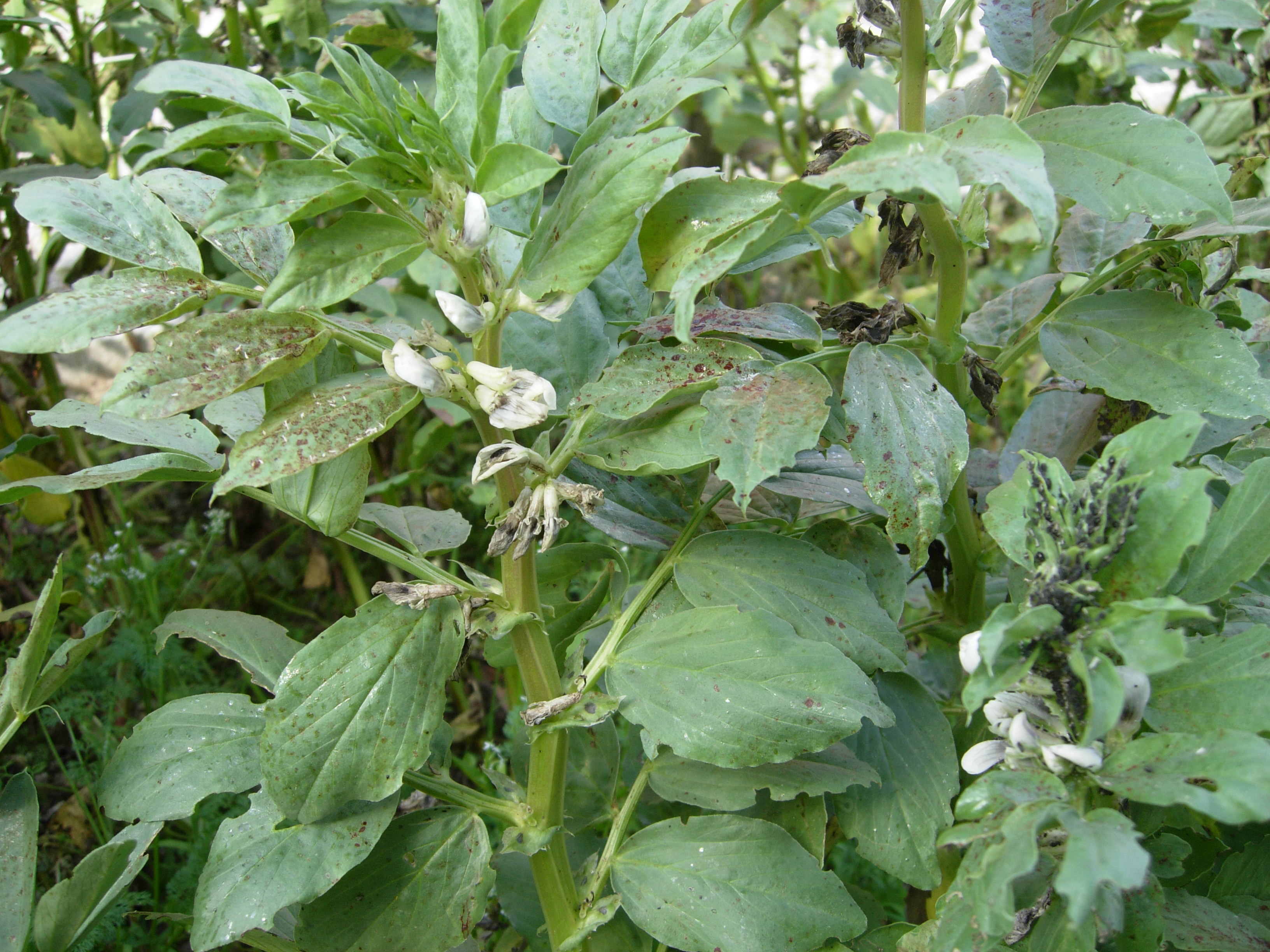 As favas estão cheias de parasitas. Devido ao confinamento, não houve hipótese de tratar as plantas com remédio caseiro (Solução de sabão azul) e as plantas estão debilitadas.