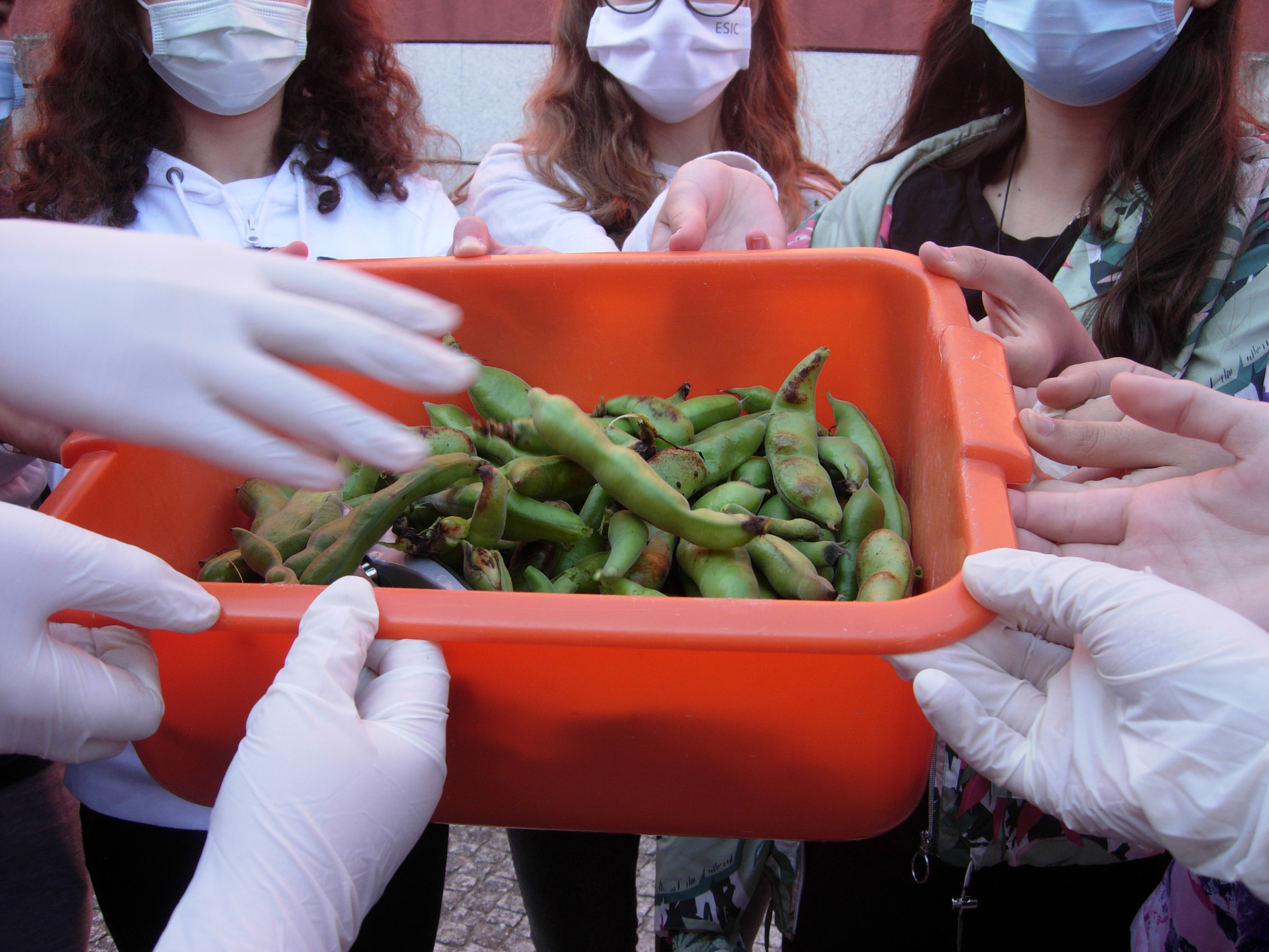 Apesar da colheita não se comparar à do ano anterior ainda conseguimos encher uma bacia.
As favas foram encaminhadas para famílias carenciadas da nossa escola.