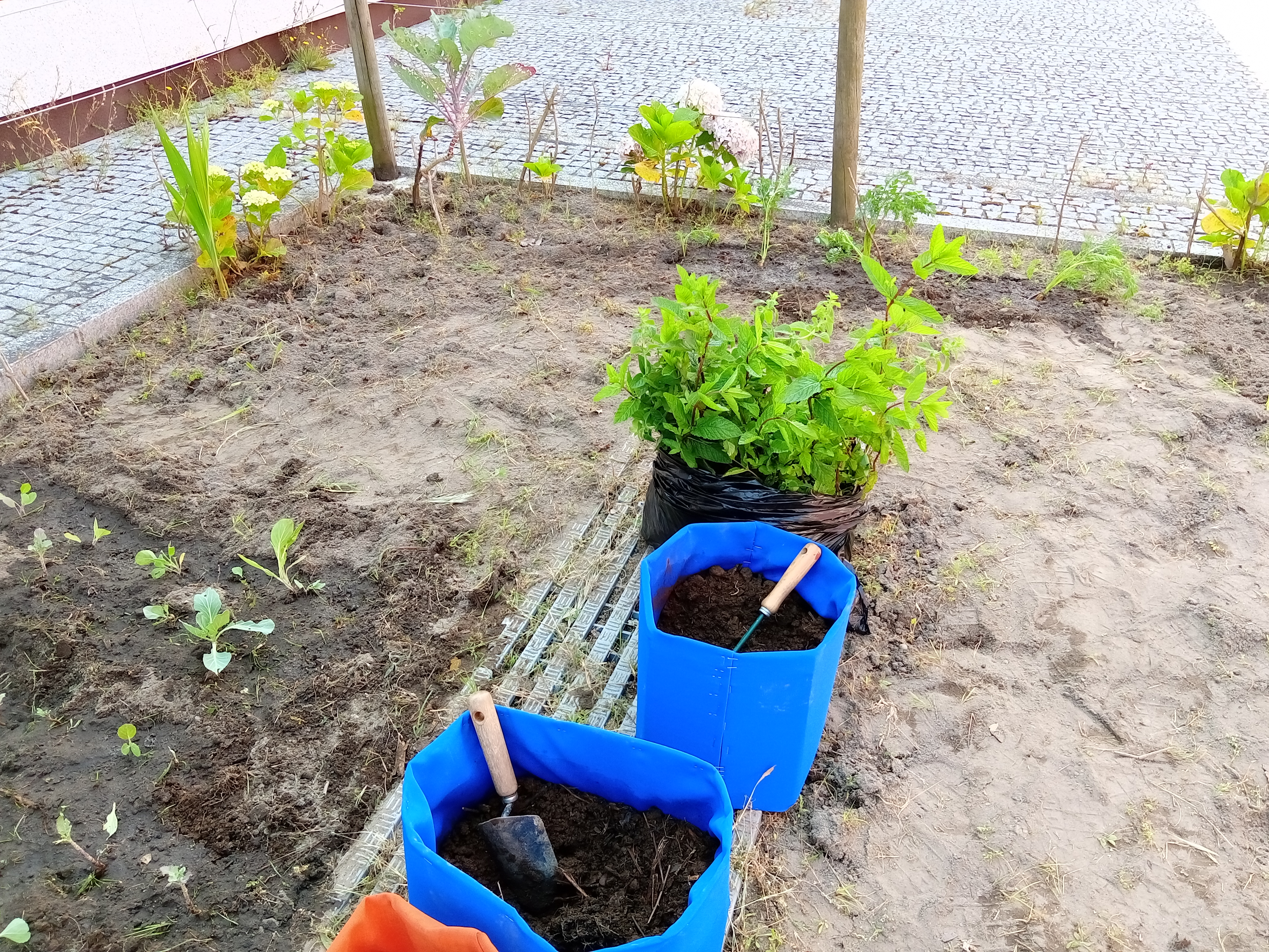 Horta limpa e preparada para novas plantações que já se iniciaram.