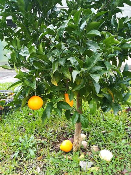 Laranjeira.