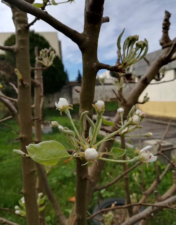 Pereira em flor.