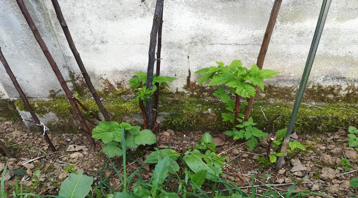 Framboesas.