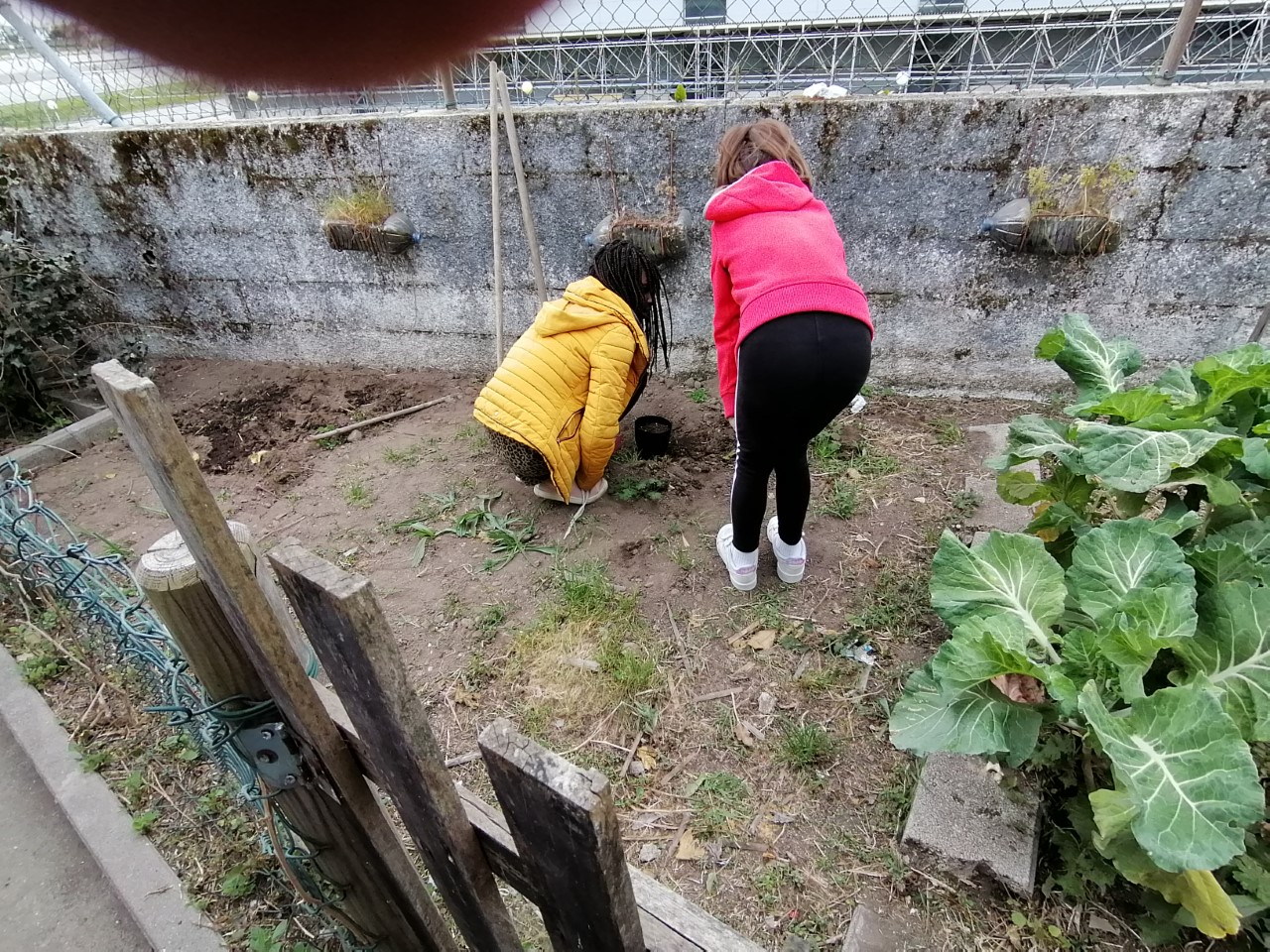 Após uma limpeza das ervas daninhas e termos colocado mais terra começamos por plantar e semear: feijão, alhos, cebolinho e batatas.