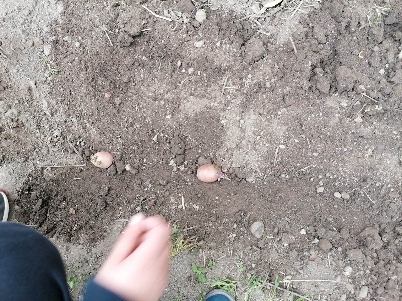 Este ano resolvemos plantar batatas sem qualquer adubo. Primeiro preparamos a terra e misturamos composto.