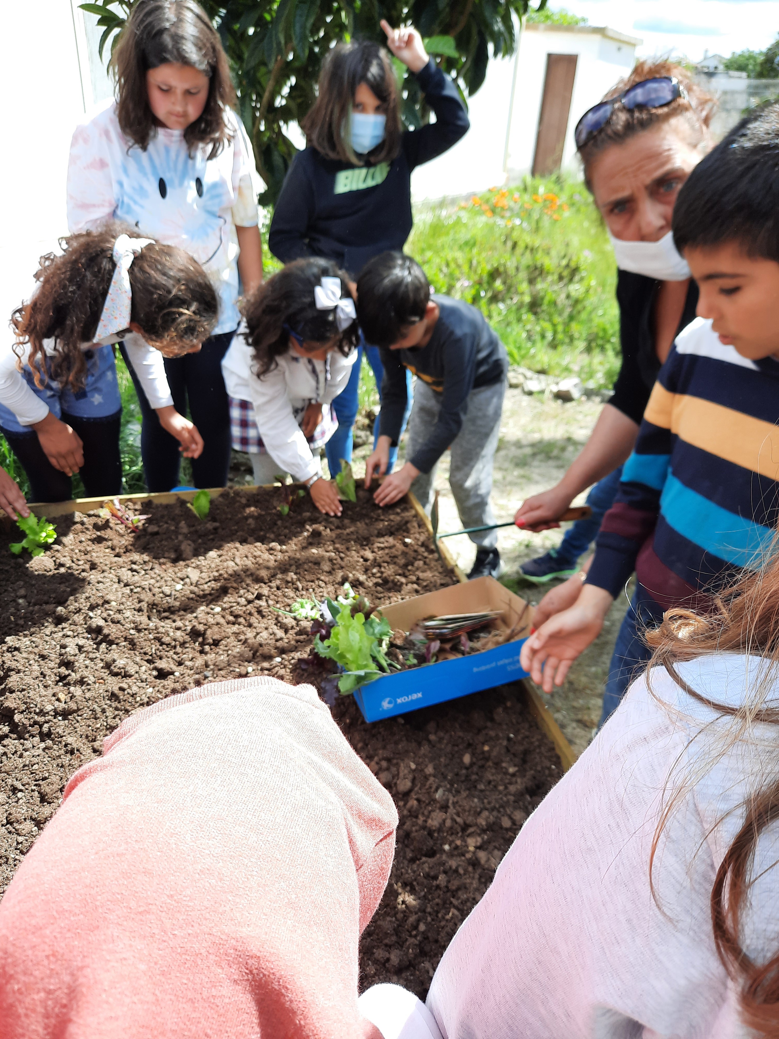 Horta Fase 1
Plantação