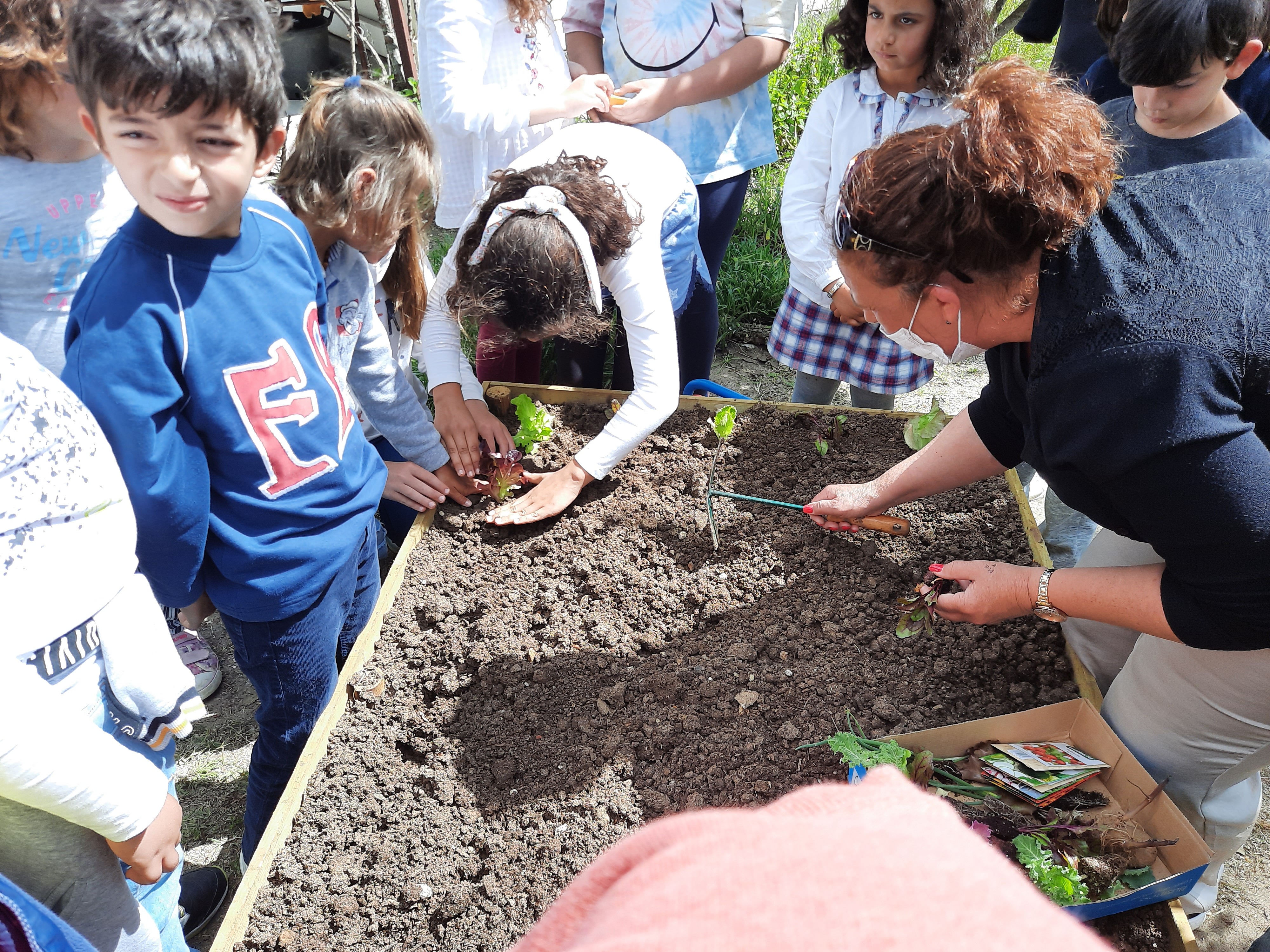 Horta Fase 1
Plantação