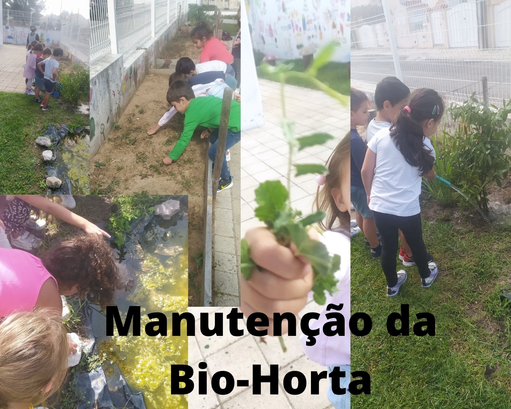 As quatro turmas  do Jardim de Infância fazem a manutenção da Bio-Horta de acordo com uma tabela semanal pré definida