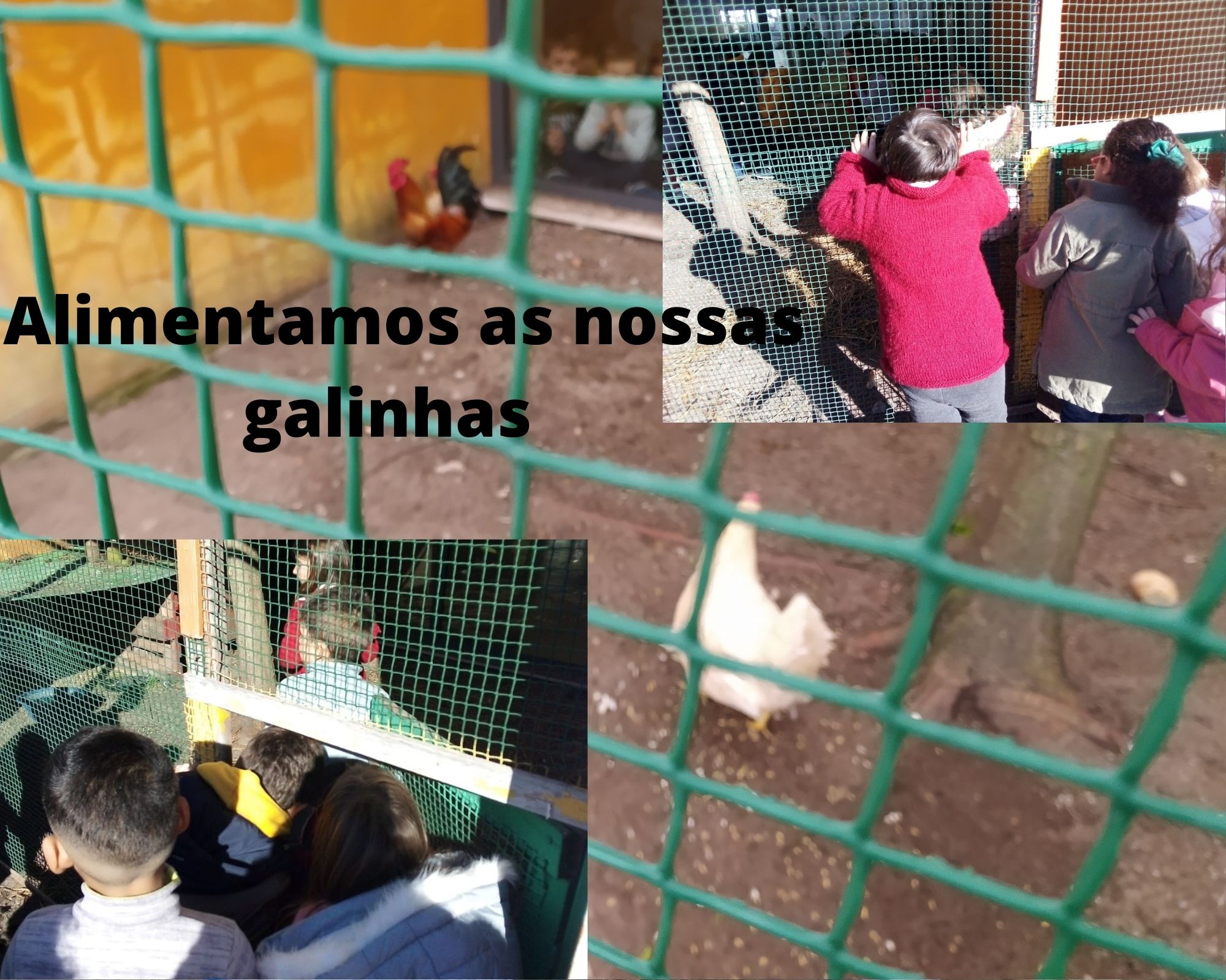 As quatro turmas do Jardim de Infância fazem a manutenção do galinheiro e alimentam as galinhas, com restos de comida e ceriais , de acordo com uma tabela semanal pré defnda.