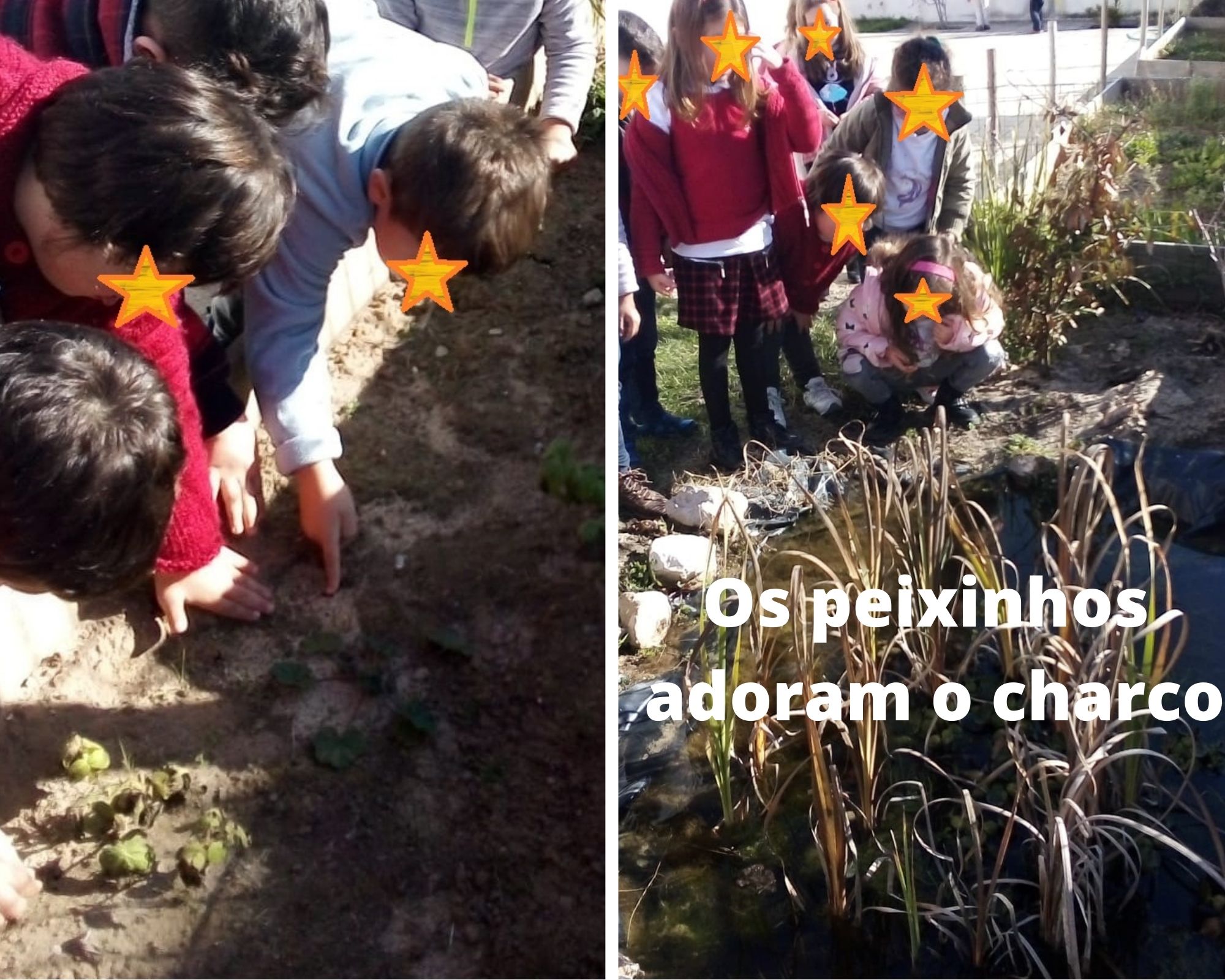 O charco com peixinhos e plantas, que as quatro turmas  do Jardim de Infância fazem a manutenção  de acordo com uma tabela semanal pré definida