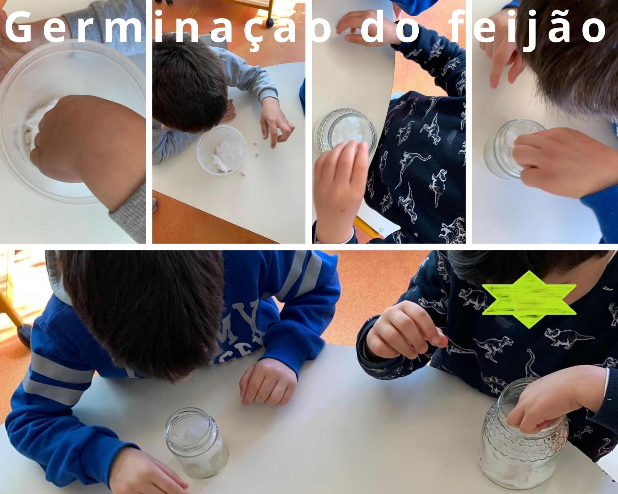 Em contexto de sala realizou-se a germinação do feijão
