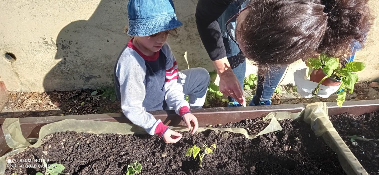 Primeiras plantações-novembro