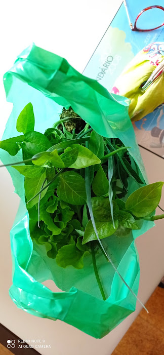 Plantas vindas da família do Daniel-oferta