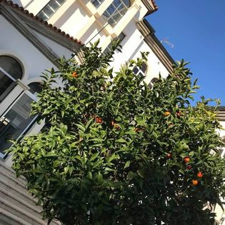 1 das tangerineiras da Escola