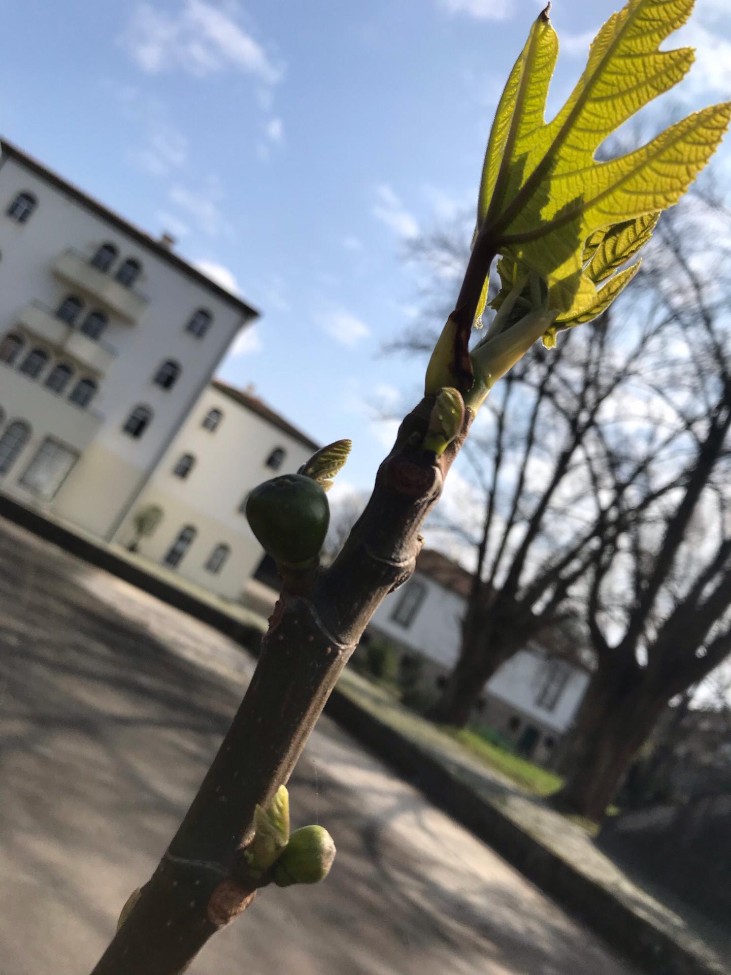 Figueira a rebentar com a escola ao fundo - Março 2021
