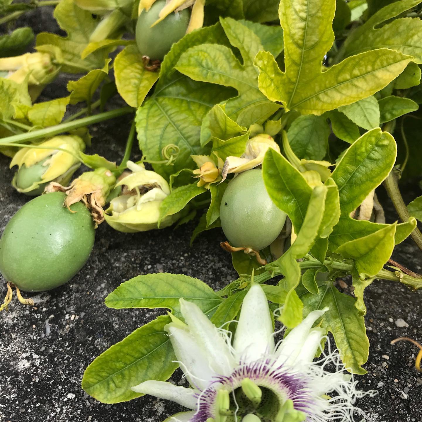 Produção de maracujás (pormenor)