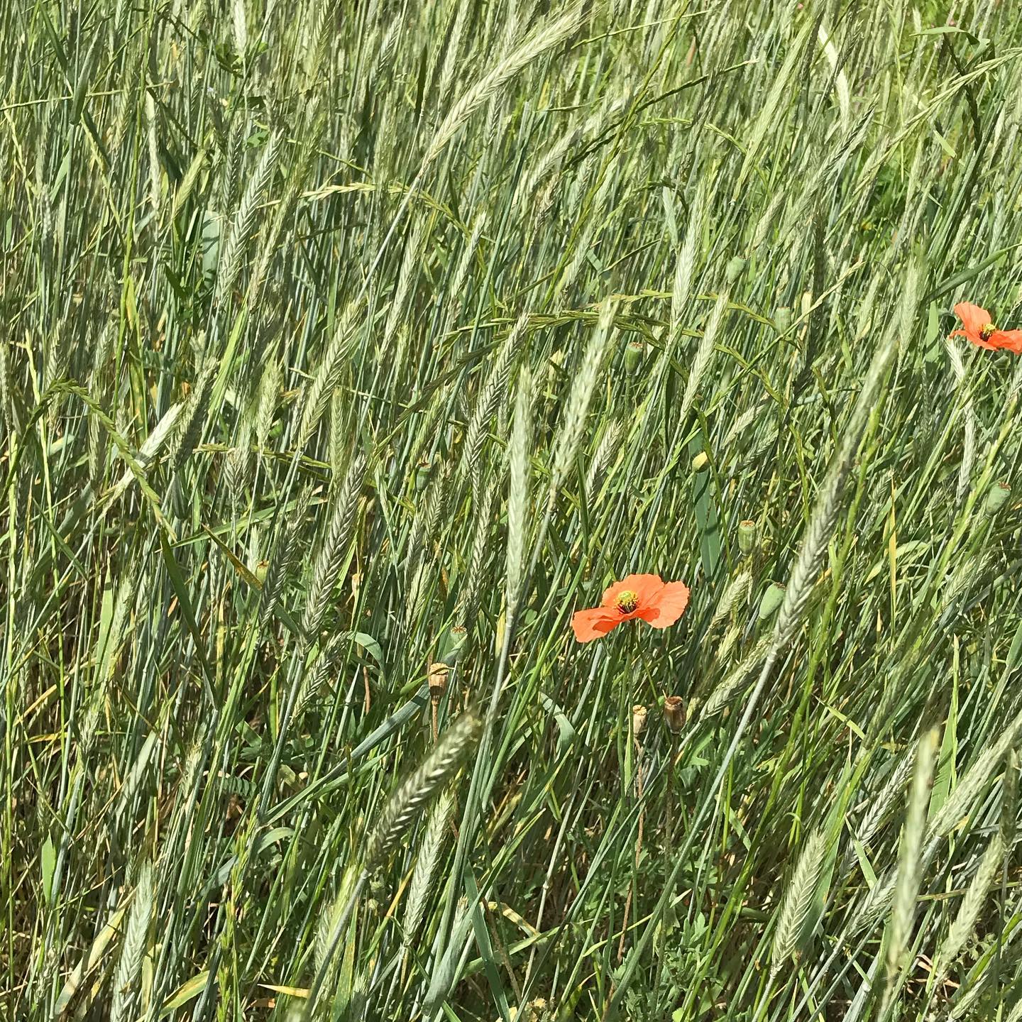 Campo de centeio com papoila