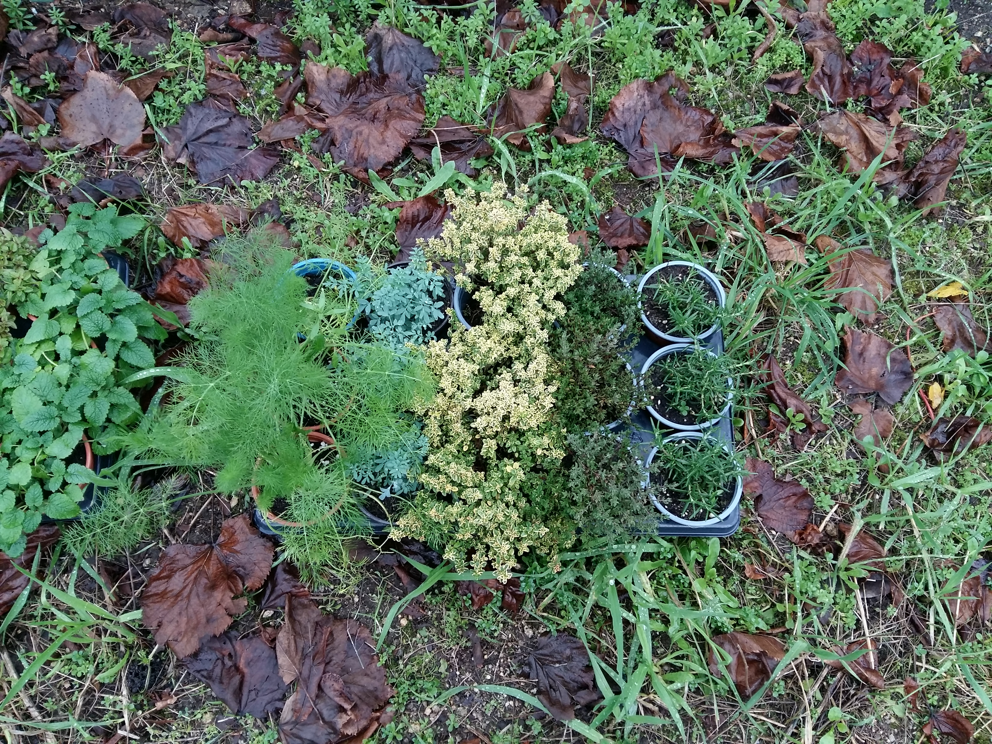 Aromáticas que recebemos da Câmara Municipal de Famalicão para plantar