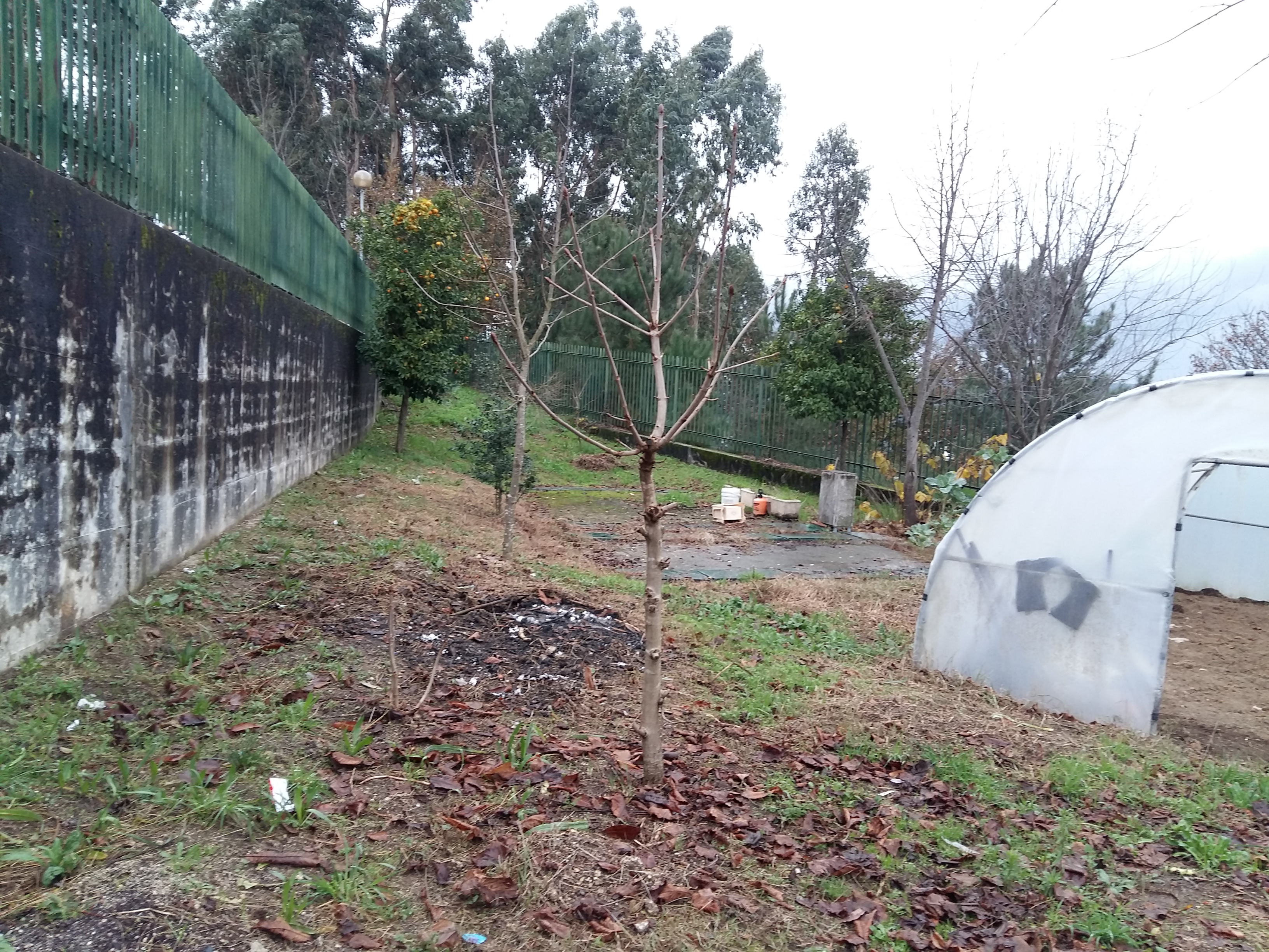 Limpeza do terreno da horta