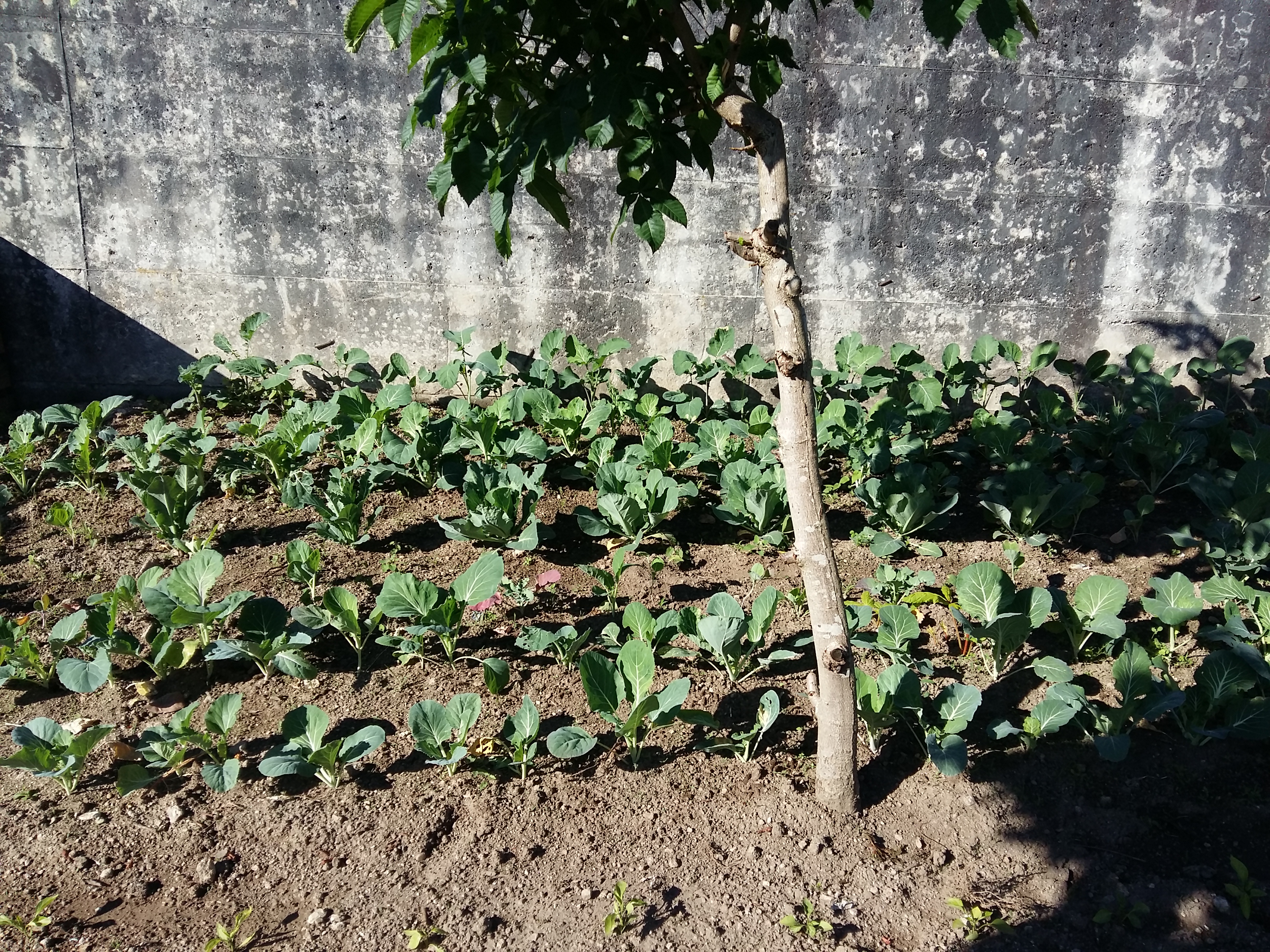 Horta