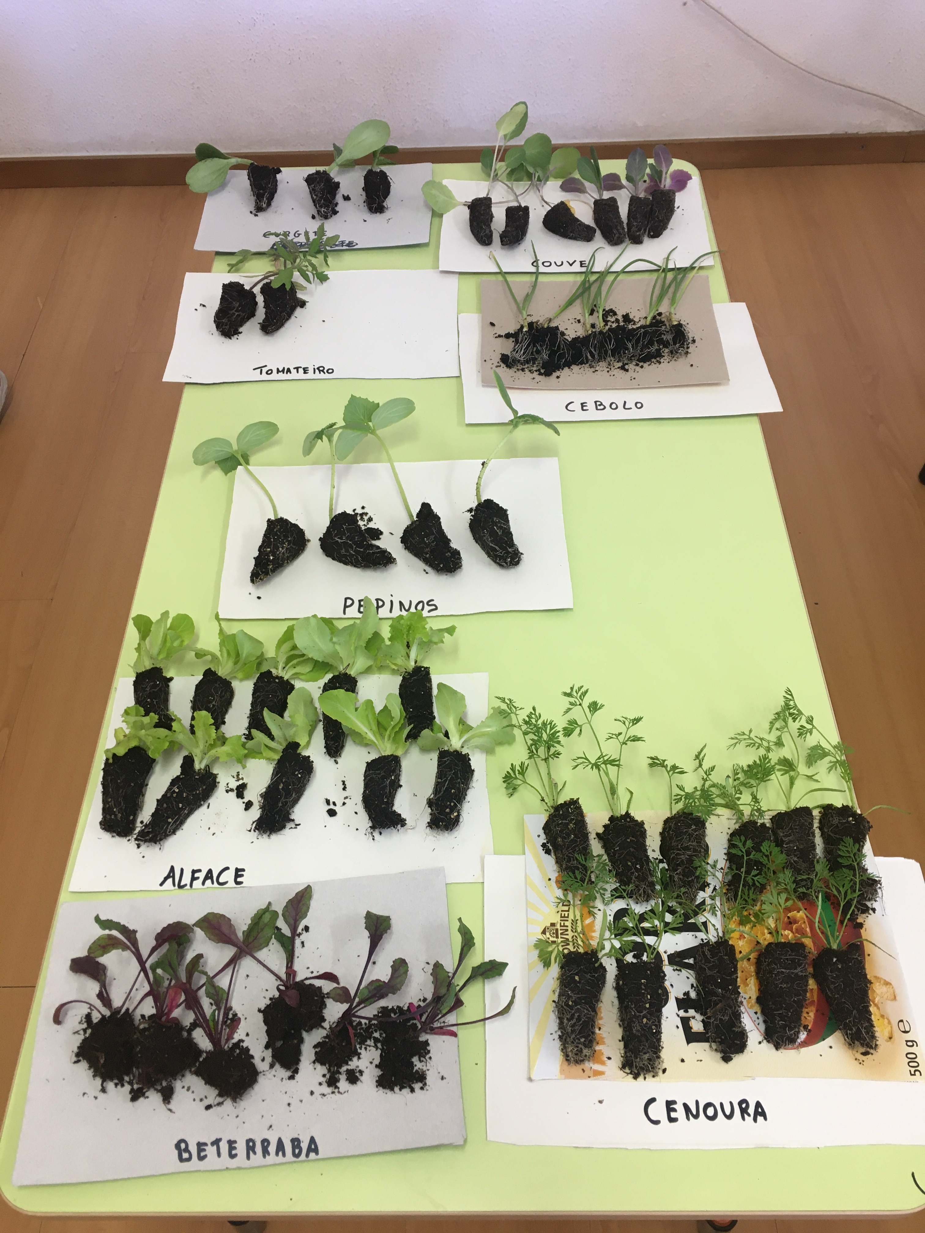 Identificação com as crianças das plantas a semear na horta.