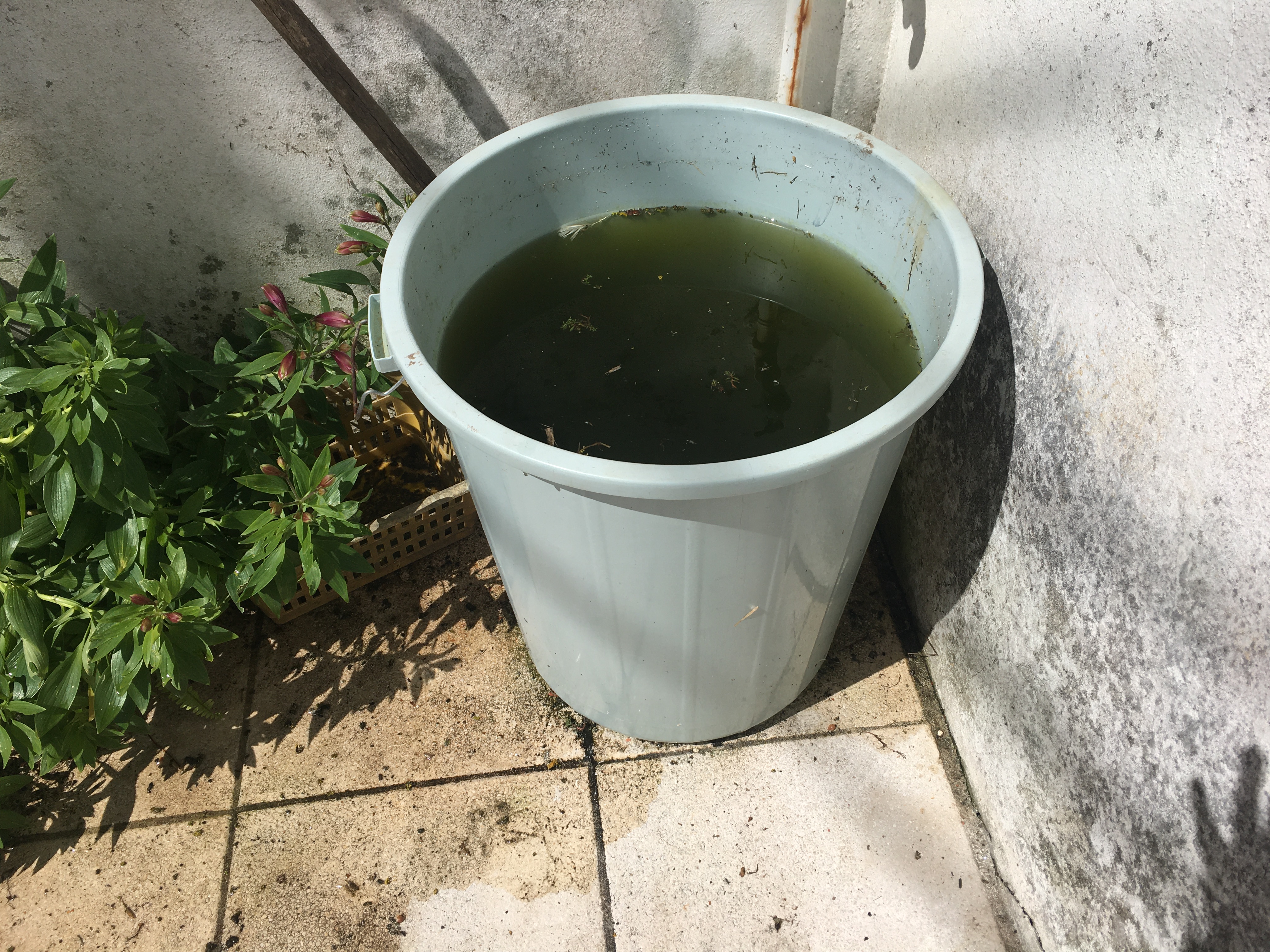 Depósito para recolha de água da chuva para posterior utilização na rega da horta.