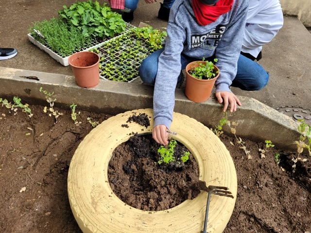 Plantação feita pelos alunos.