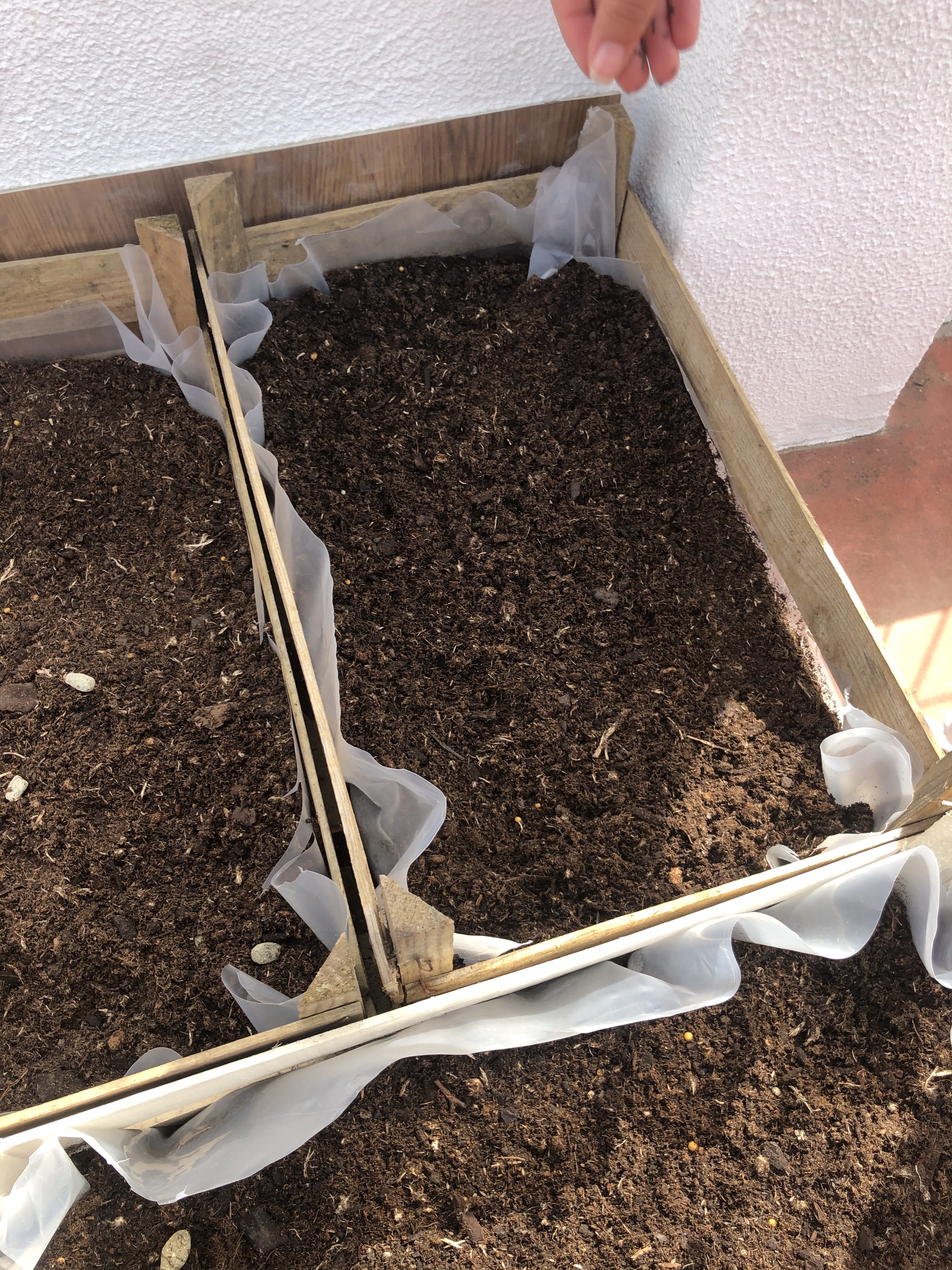 Sementes colocadas na terra para produção de alfaces, cebolinho e de salsa e coentros.
