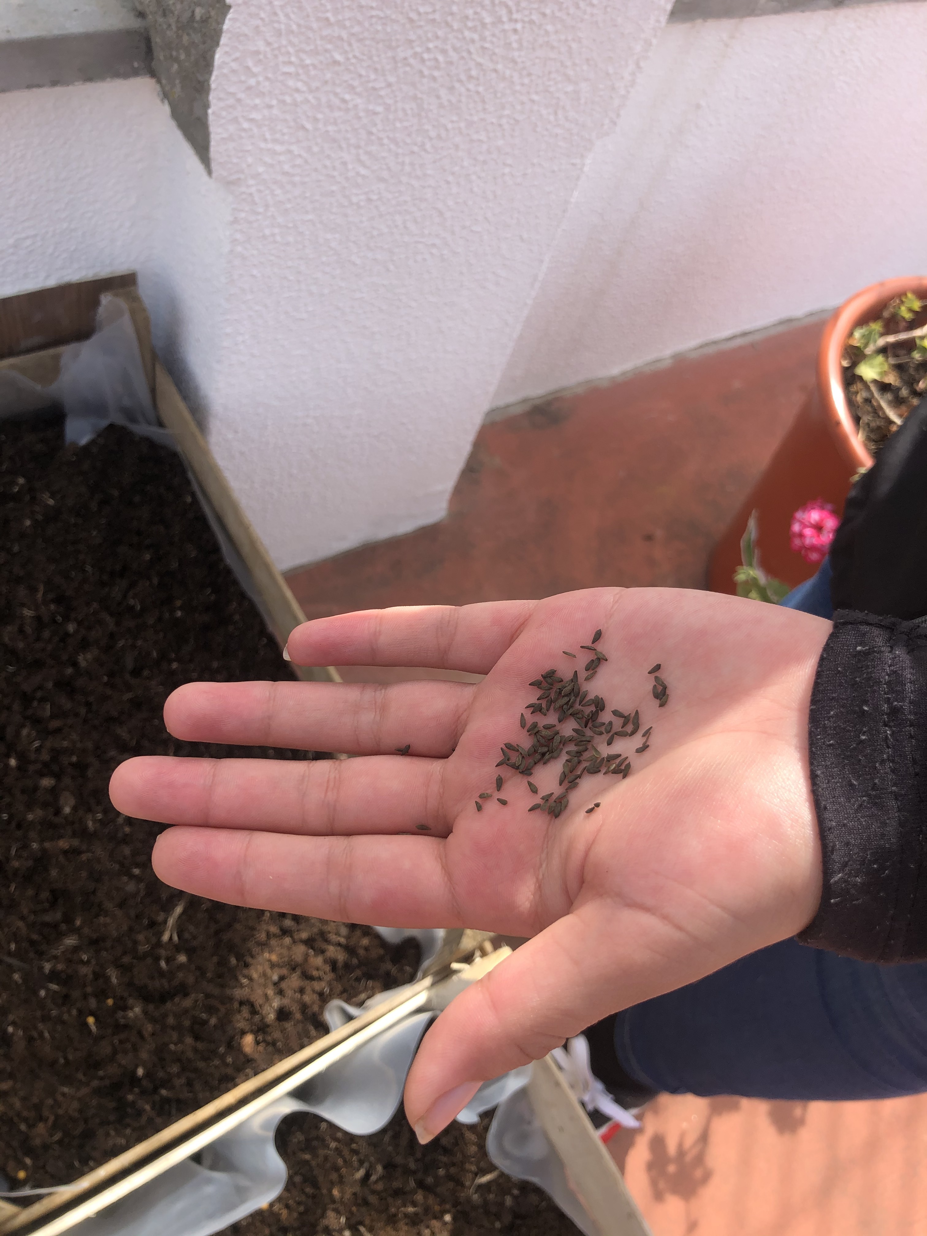 Sementes colocadas na terra para produção de alfaces, cebolinho e de salsa e coentros.
