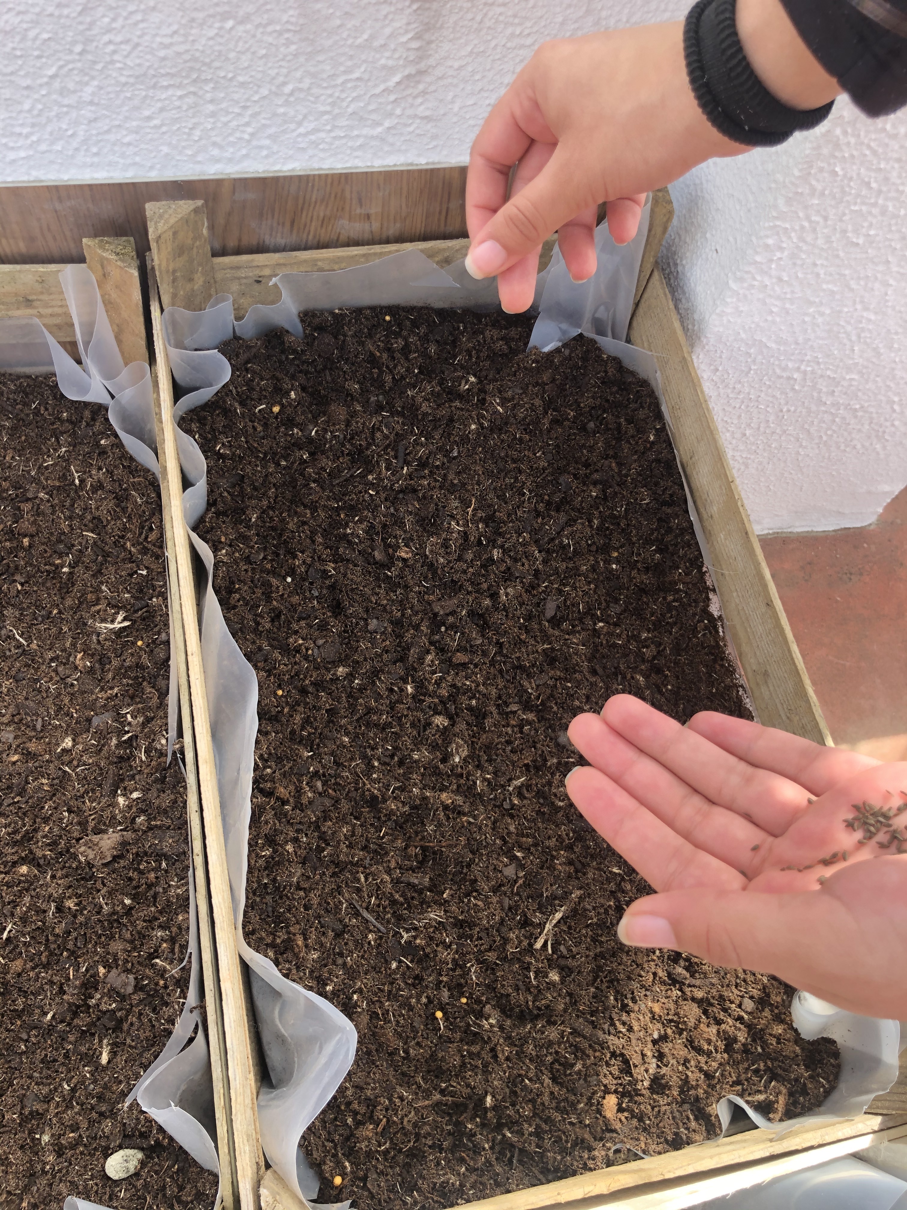 Sementes colocadas na terra para produção de alfaces, cebolinho e de salsa e coentros.