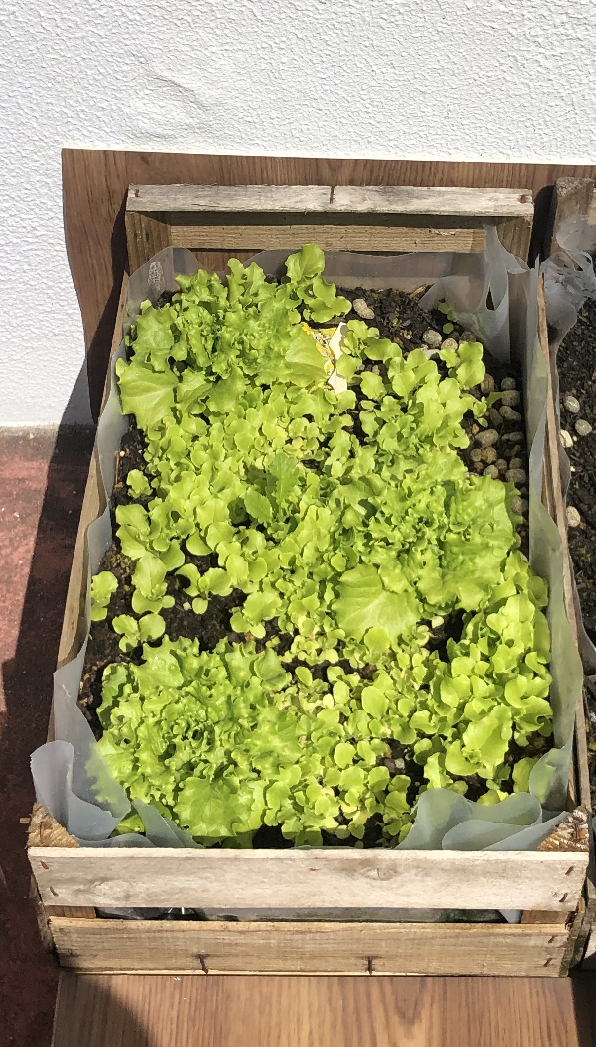 Produção conseguida e a utilizar nas aulas práticas dos Curso de Restauração e Cozinha.
