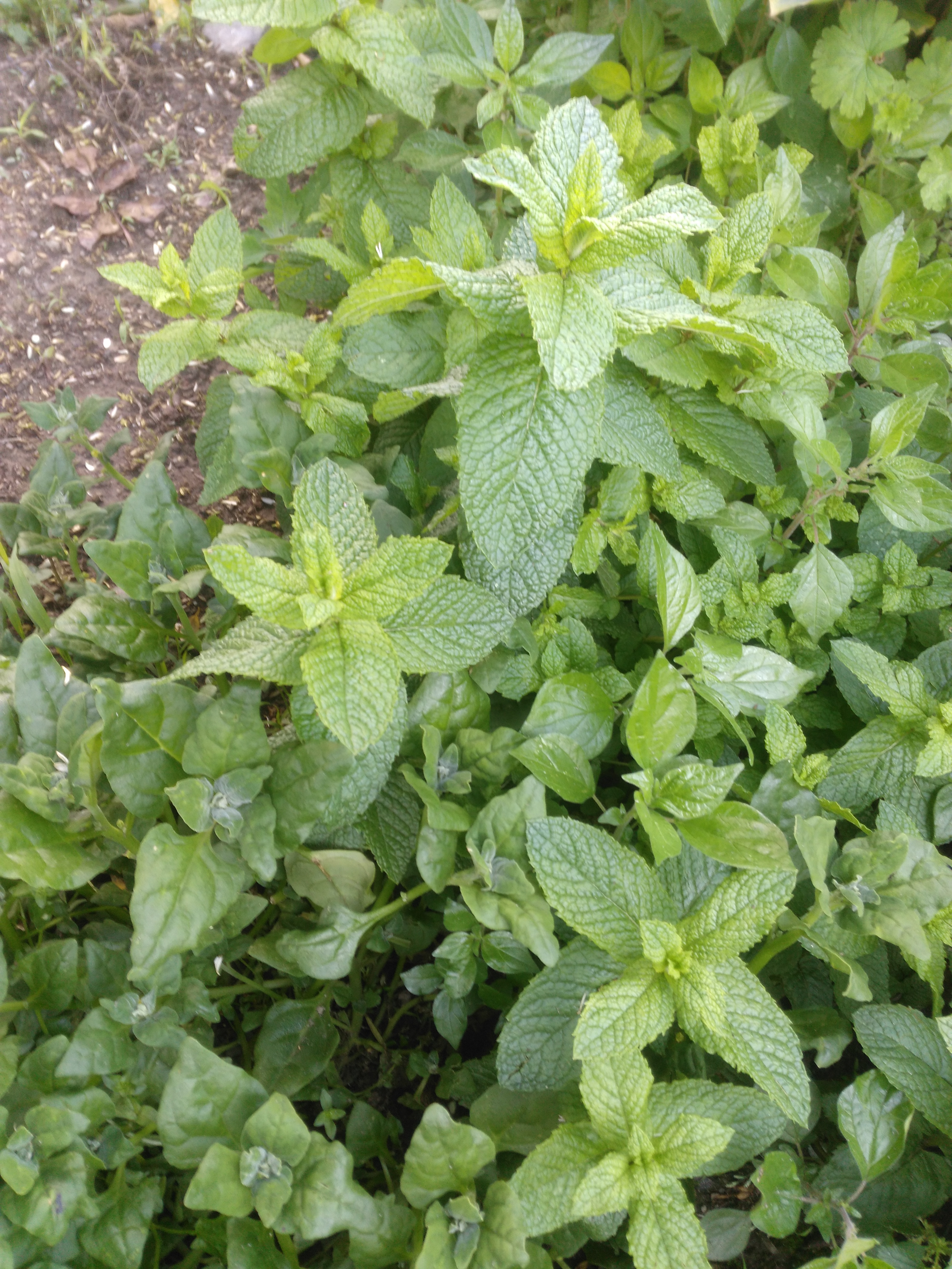 Hortelã da Horta Bio